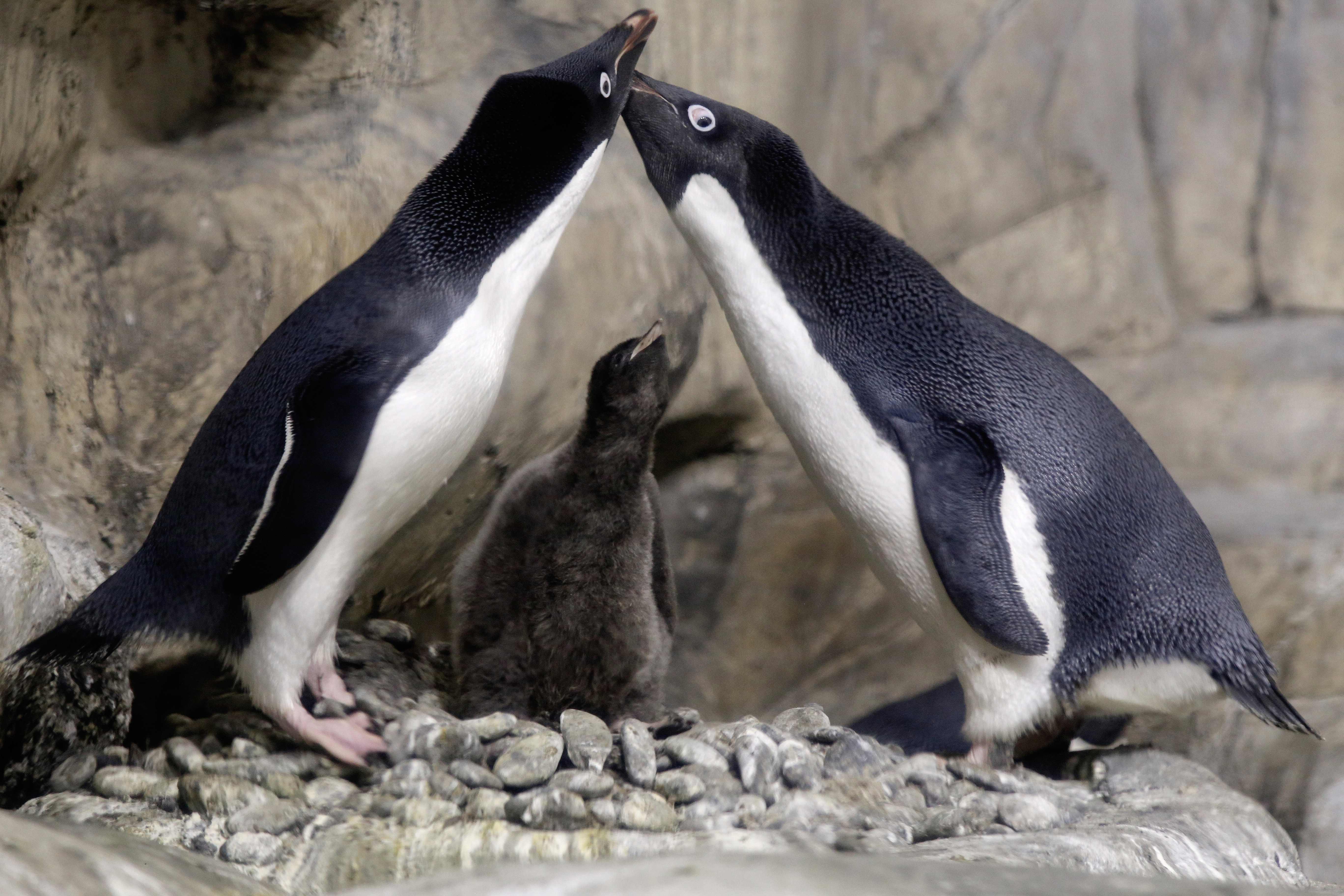 antarctic-penguins-recognise-themselves-in-mirror-hinting-they-belong