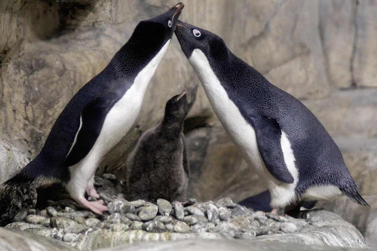 Antarctic penguins pass mirror test, may belong to small list of self-aware animals