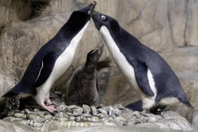 <p>An Adelie Penguin chick (Pygoscelis adeliae) less than a month old, is protected by its parents while remaining in a recreated antarctic environment in the zoo of Guadalajara, Jalisco state, Mexico on January 17, 2018</p>