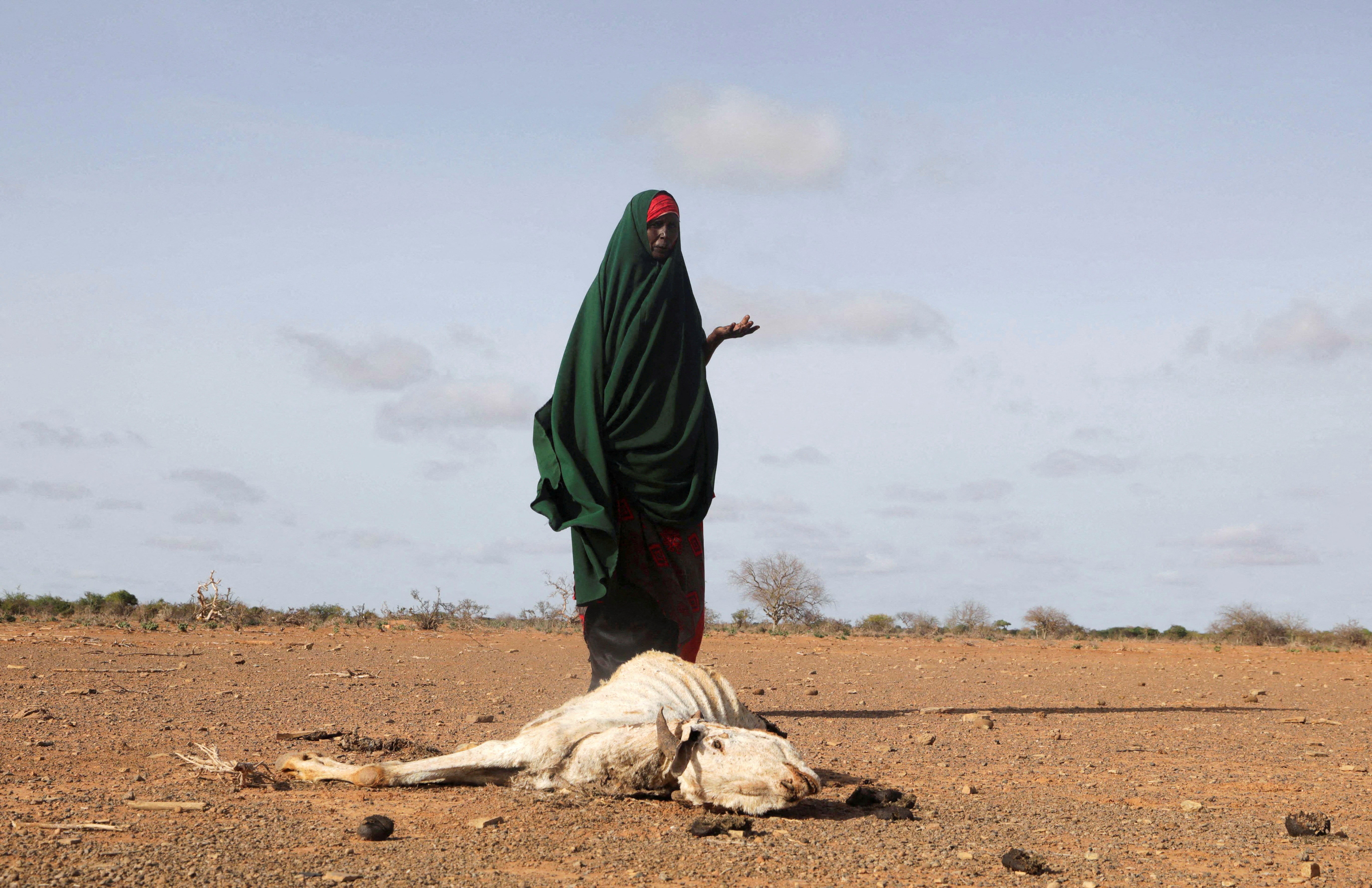 Internally displaced Somali woman Habiba Bile stands near the carcass of her dead livestock following severe droughts near Dollow in Somalia