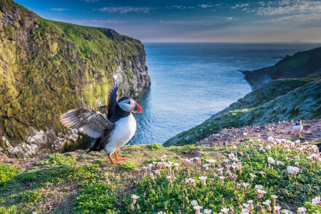 Puffin on Skomer Island, where numbers are on the increase (Mike Alexander/PA)