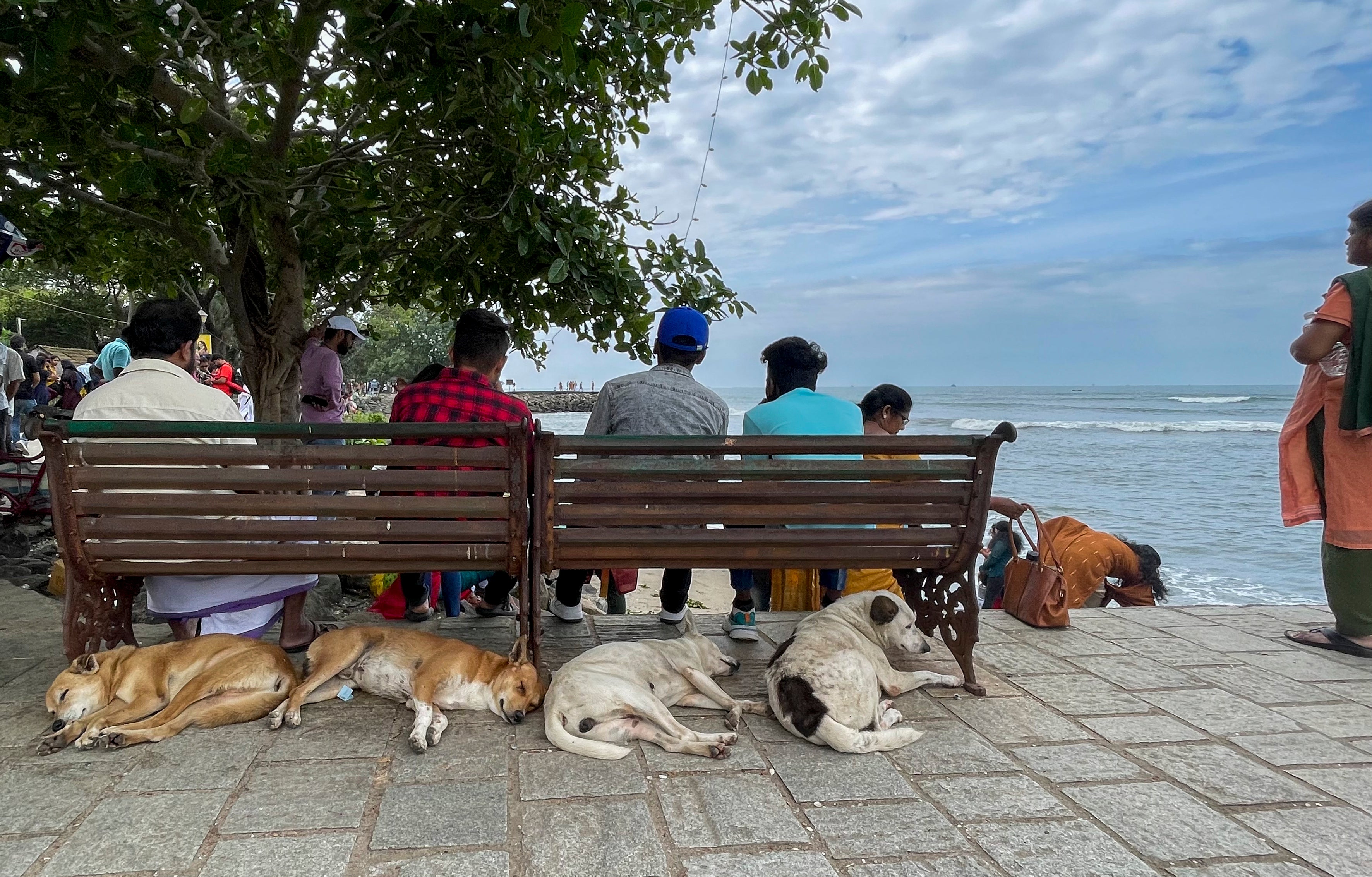 <p>File photo: Stray dogs sleep under the benches at the Fort Kochi beach on the Arabian Sea coast in Kochi on 26 December 2022 </p>