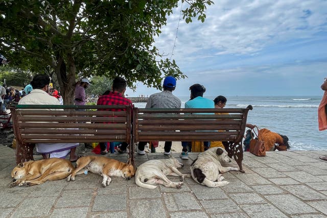 <p>File photo: Stray dogs sleep under the benches at the Fort Kochi beach on the Arabian Sea coast in Kochi on 26 December 2022 </p>