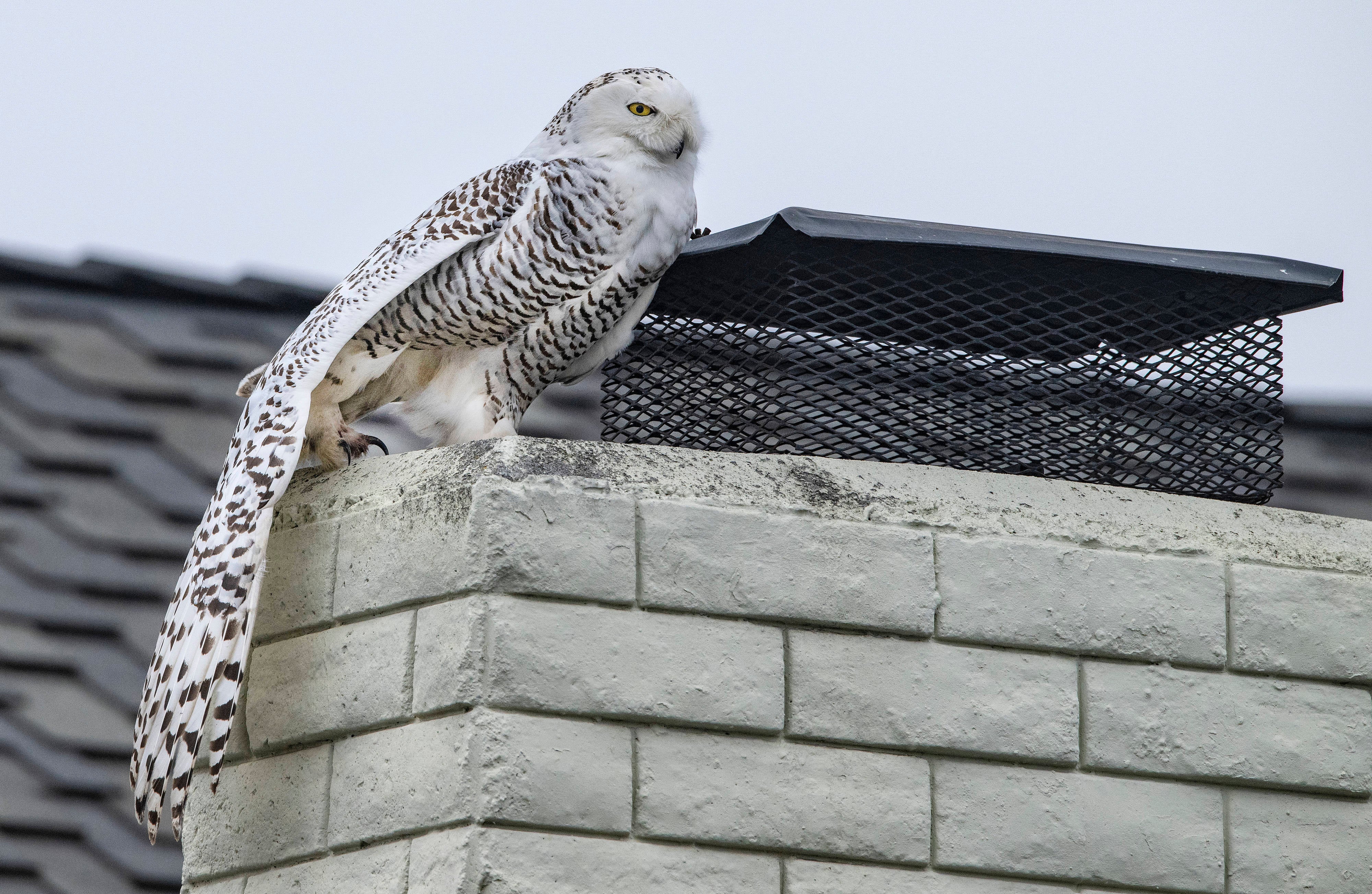Snowy Owl Southern California