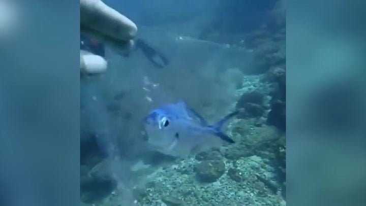 <p>Humanitarian diver rescues a fish trapped inside plastic in the ocean</p>