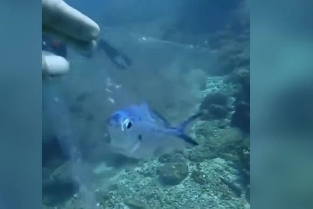 <p>Humanitarian diver rescues a fish trapped inside plastic in the ocean</p>
