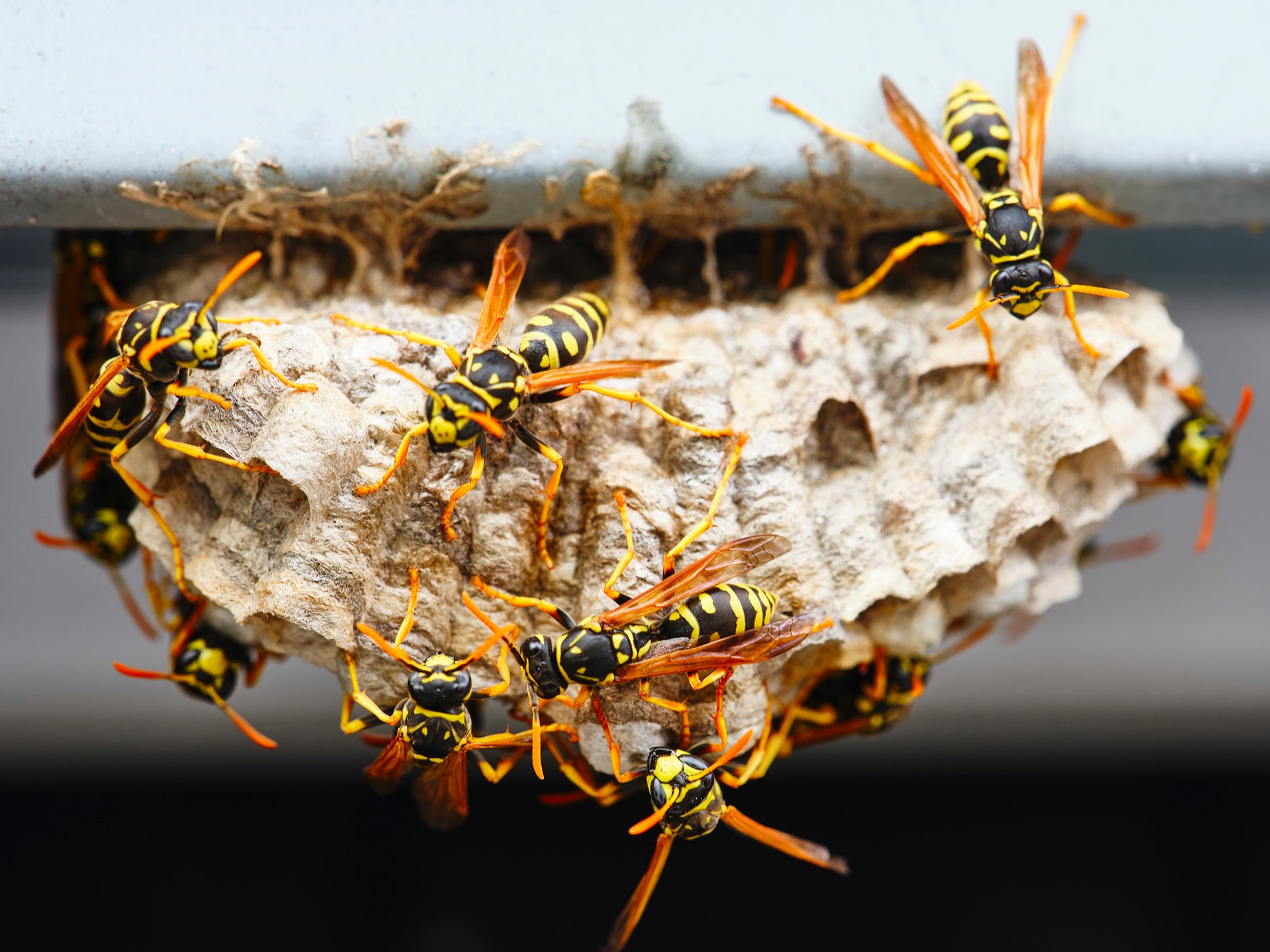 A macro of a small nest of wasp
