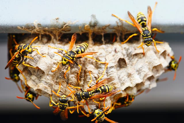 <p>A macro of a small nest of wasp</p>