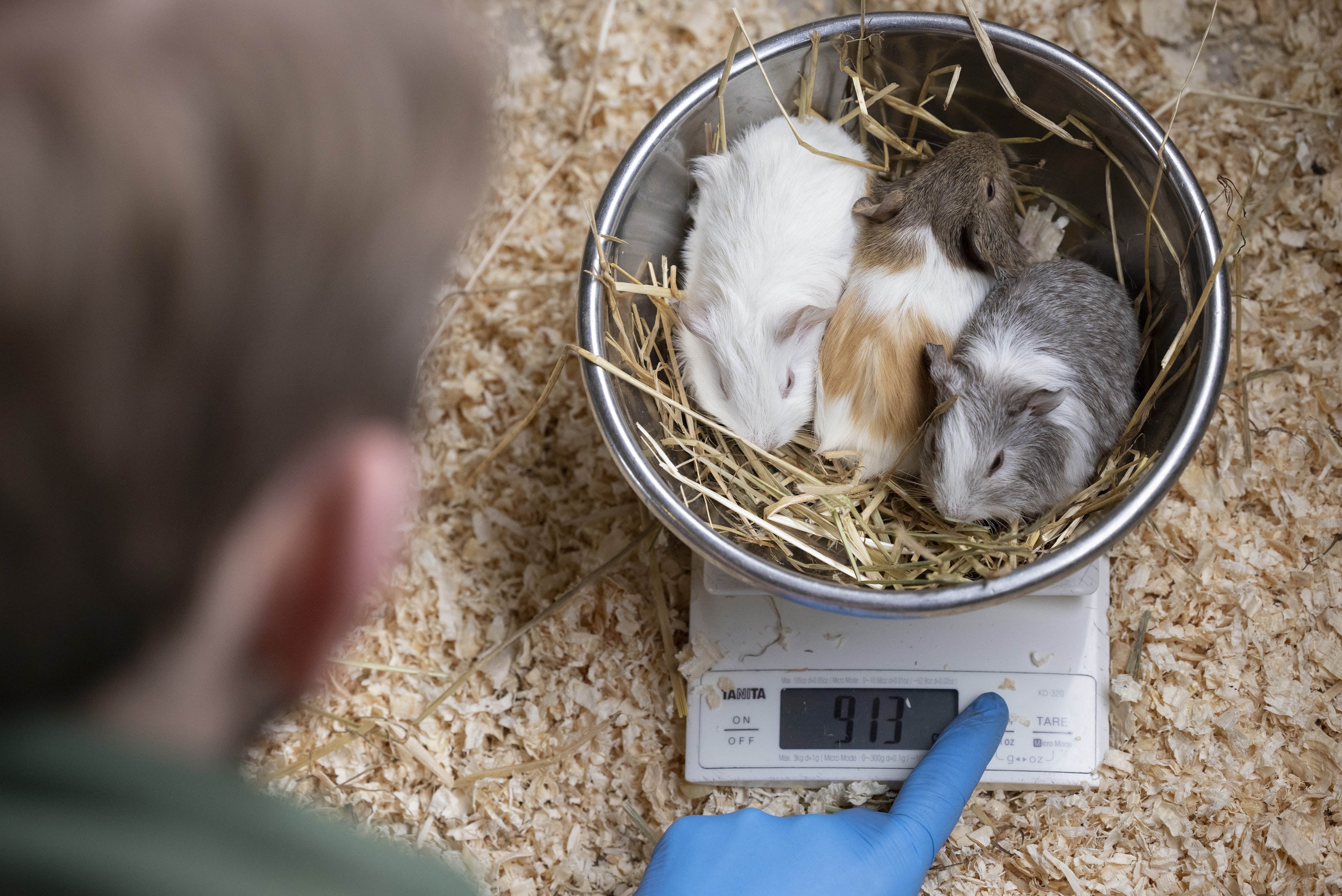 Guinea pigs are weighed during the annual animal health check at Chessington World of Adventures Resort in Surrey