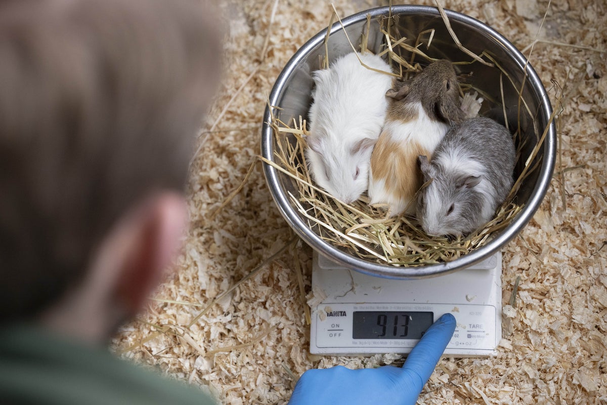 Couple secure approval to breed guinea pigs for food at eco-home