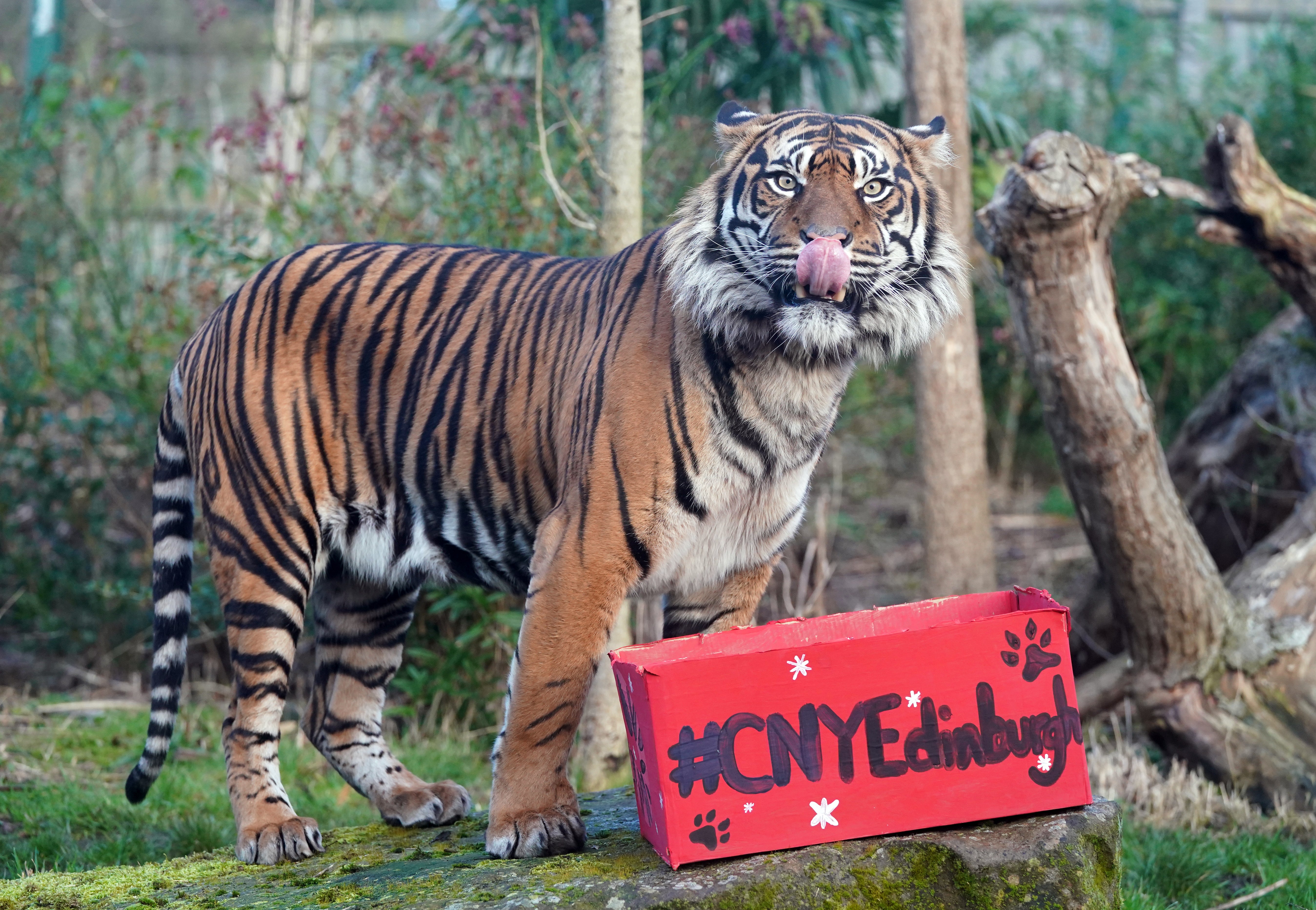 Luca, one of Edinburgh Zoo’s critically endangered Sumatran tigers is given an enrichment box from the city’s Chinese New Year Festival