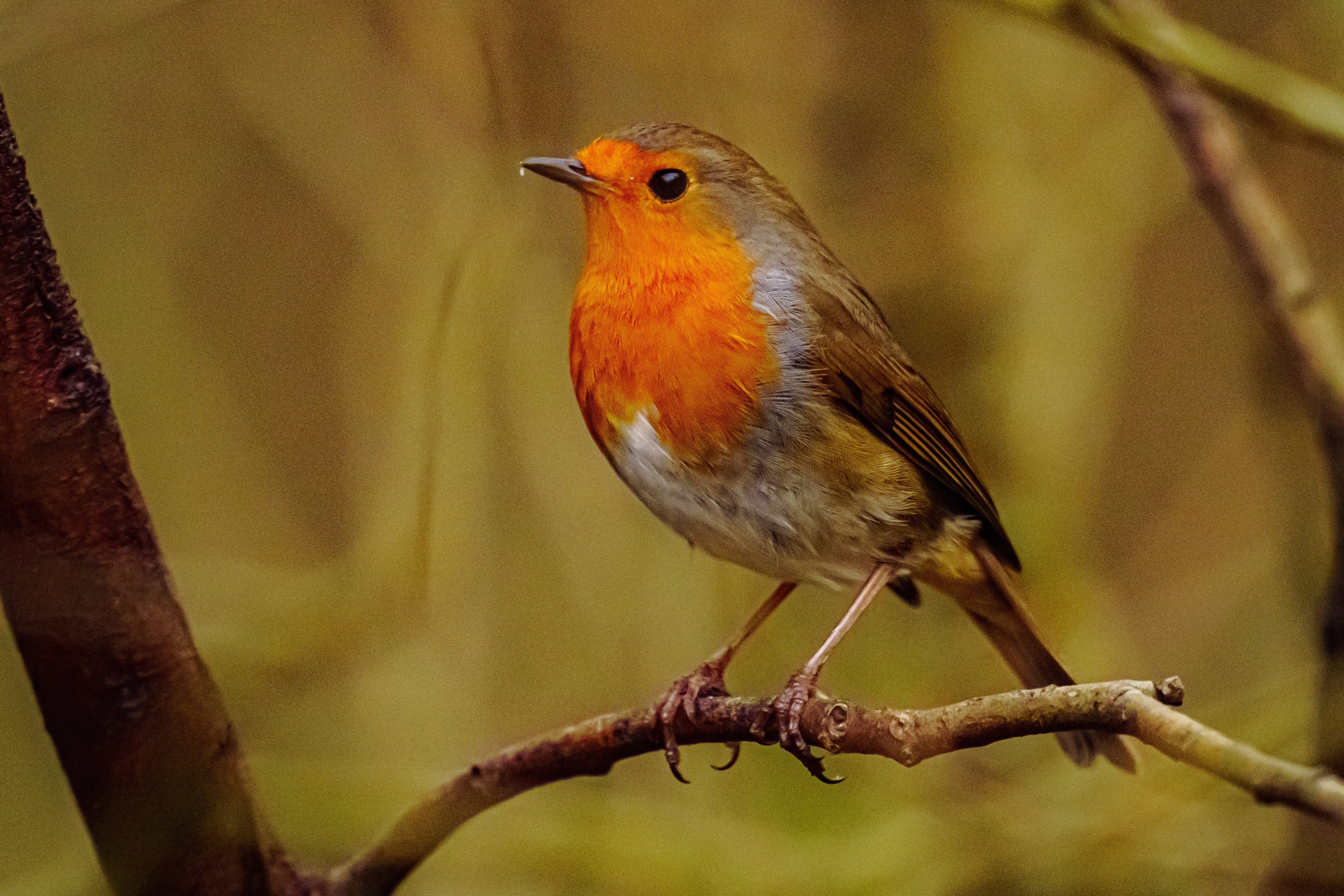 A robin in a tree near Clydach Vale, near Tonypandy, in Wales