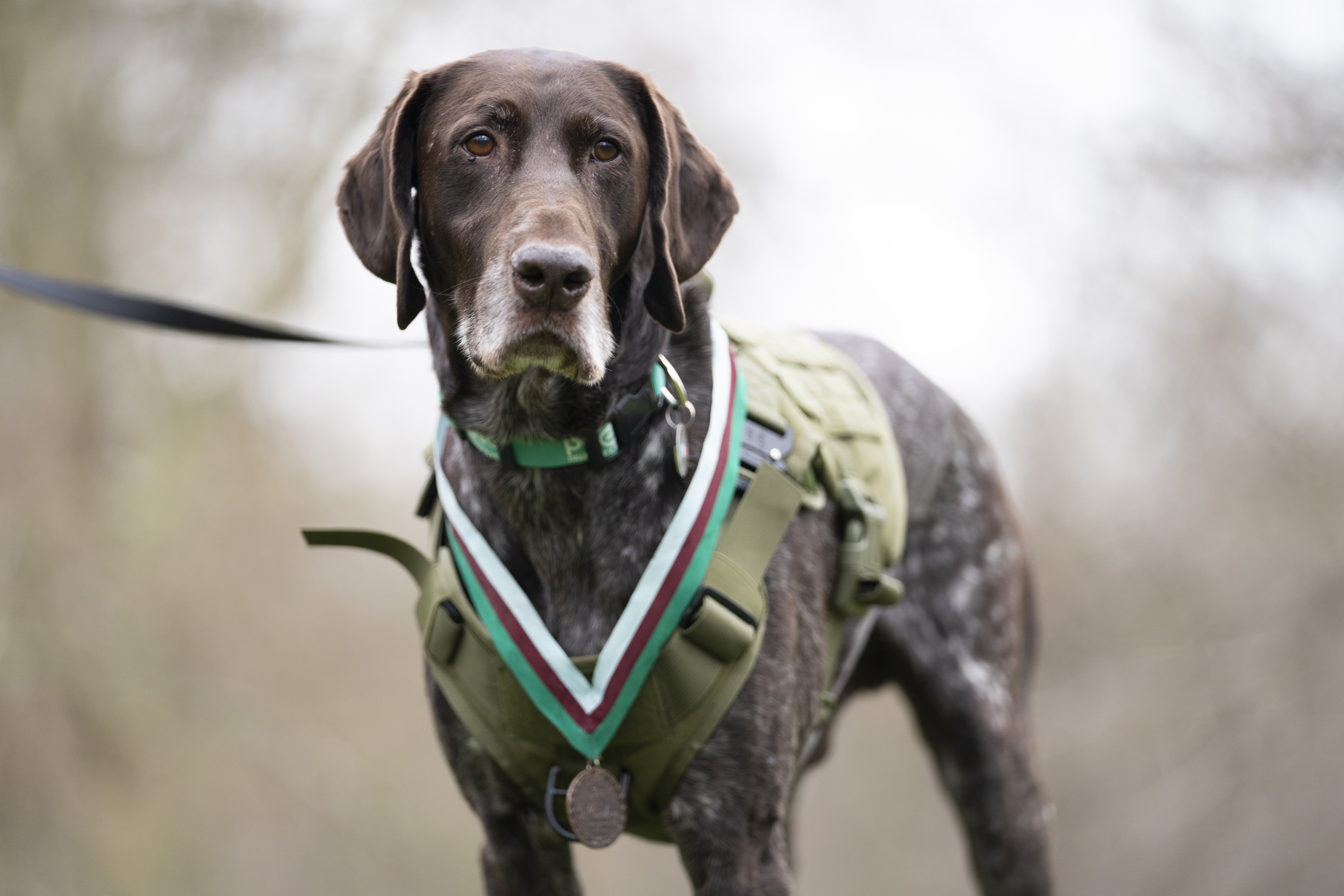 Retired RAF Police sniffer dog Hertz was awarded the People’s Dispensary for Sick Animals’ Dickin Medal for finding more than 100 items which posed a threat to the lives of service personnel and civilians in Afghanistan