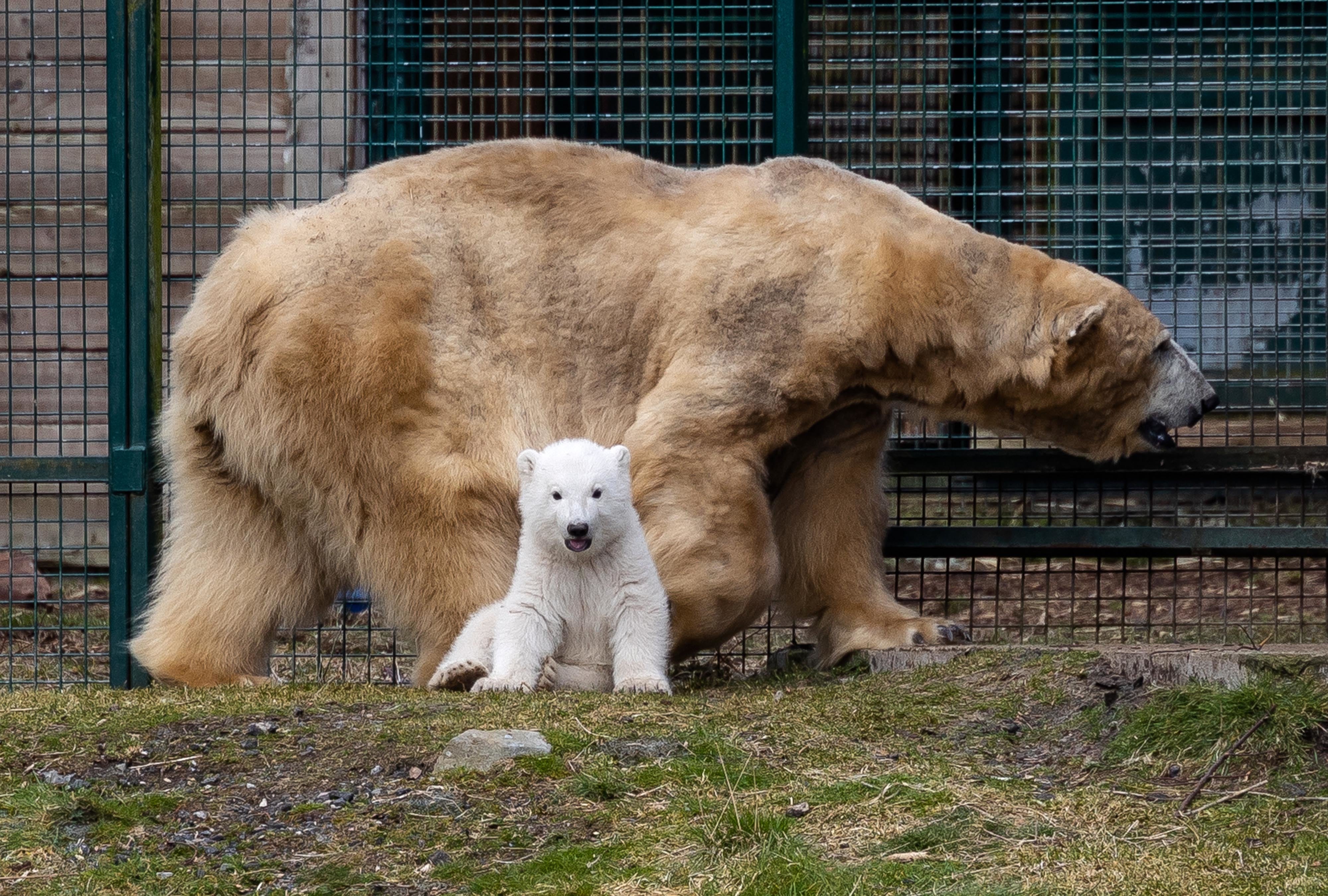 Recently born polar bear cub Brodie, born at the Highland Wildlife Park near Aviemore in the Highlands, explores its enclosure for the first time with his mother Victoria
