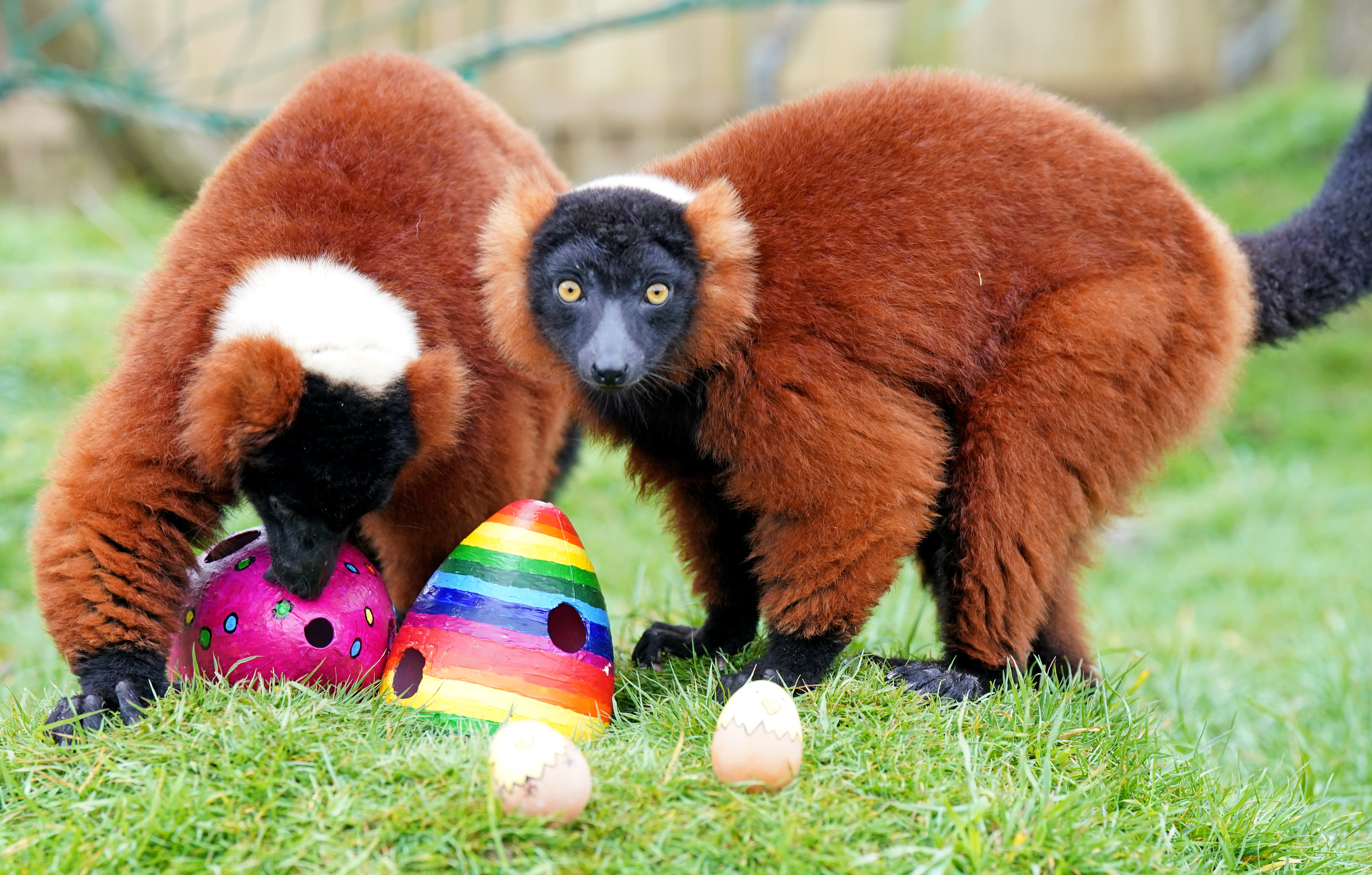 Red ruffed lemurs at Blair Drummond Safari Park, near Stirling, enjoy a special Easter treat prepared by their keepers