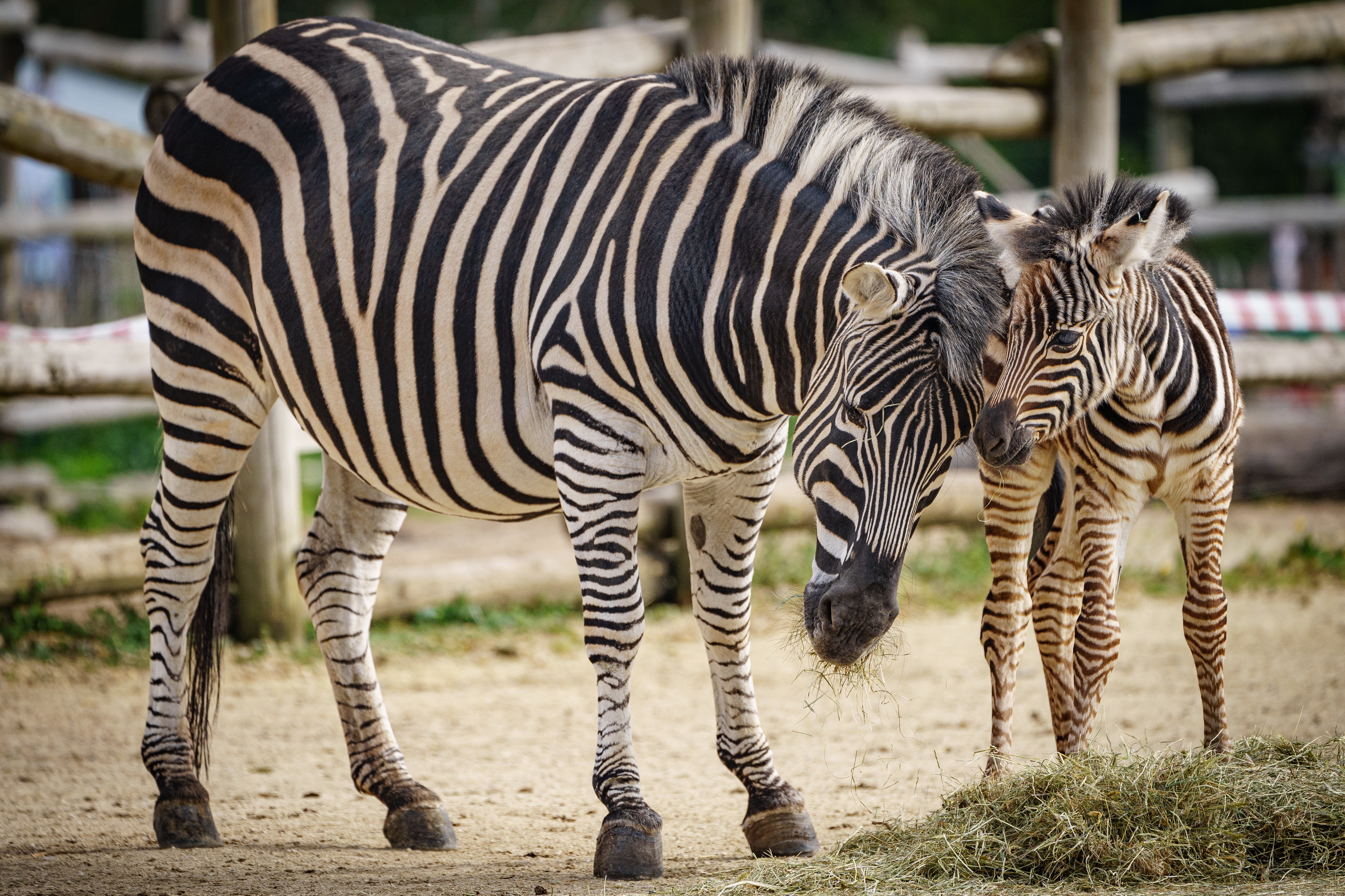 A four-day-old zebra foal, born on Saturday 16 April at the Wild Place Project in Bristol, with12-year-old mum Florence