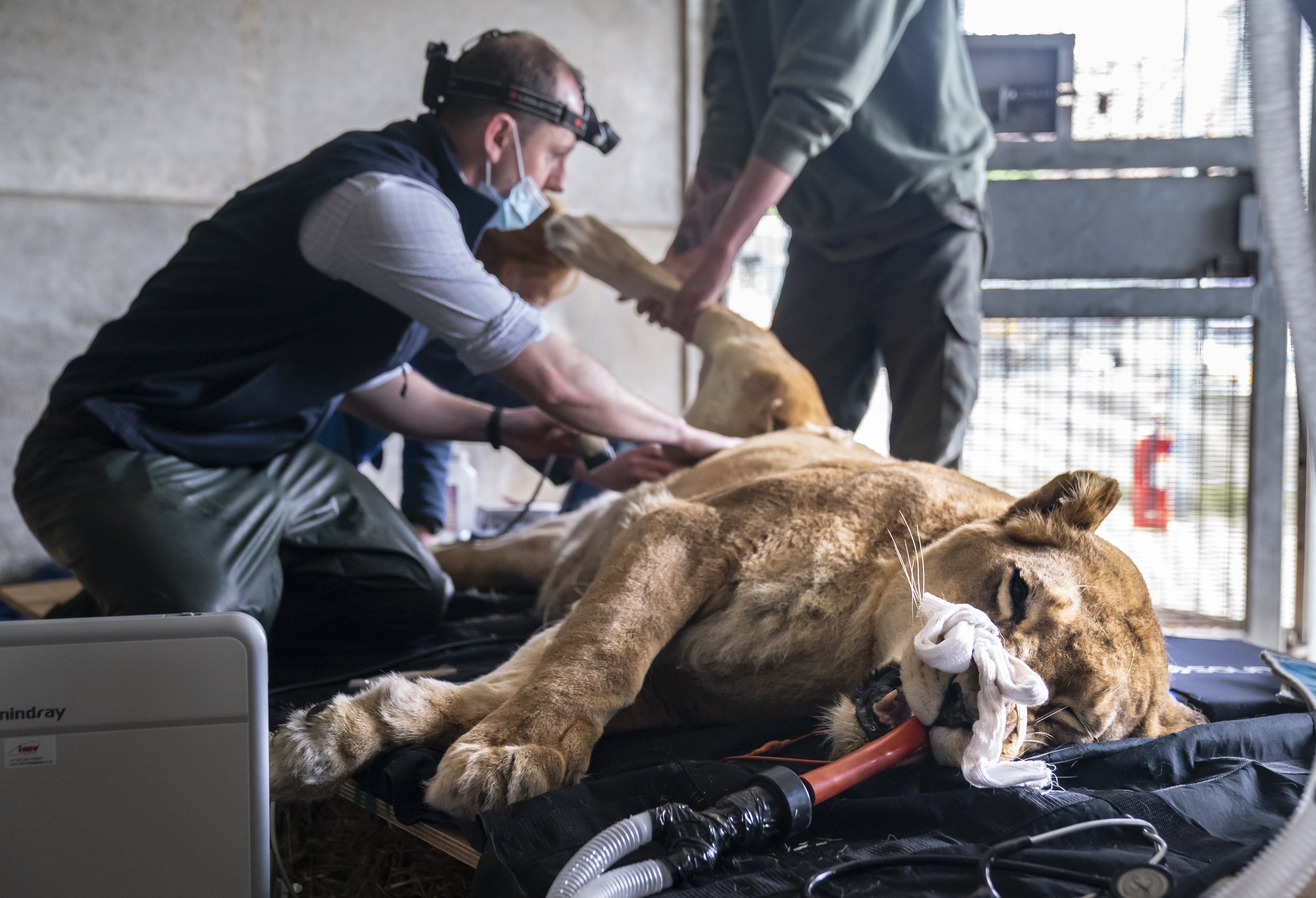Fifteen-year-old lioness Julie is given a health check at Yorkshire Wildlife Park in Doncaster