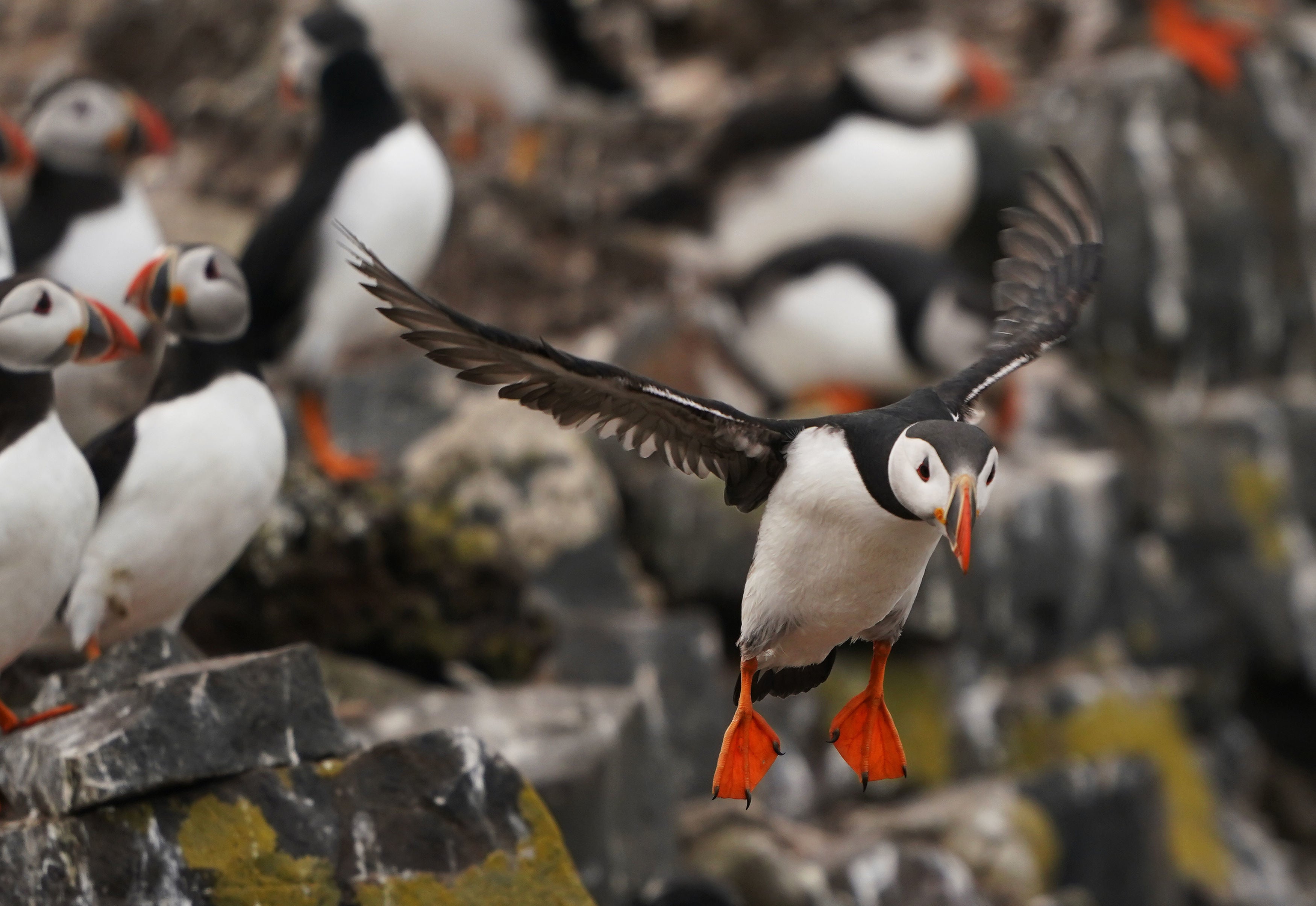A puffin flies on the Farne Islands in Northumberland as the National Trust staff undertake the now annual puffin census on the remote island