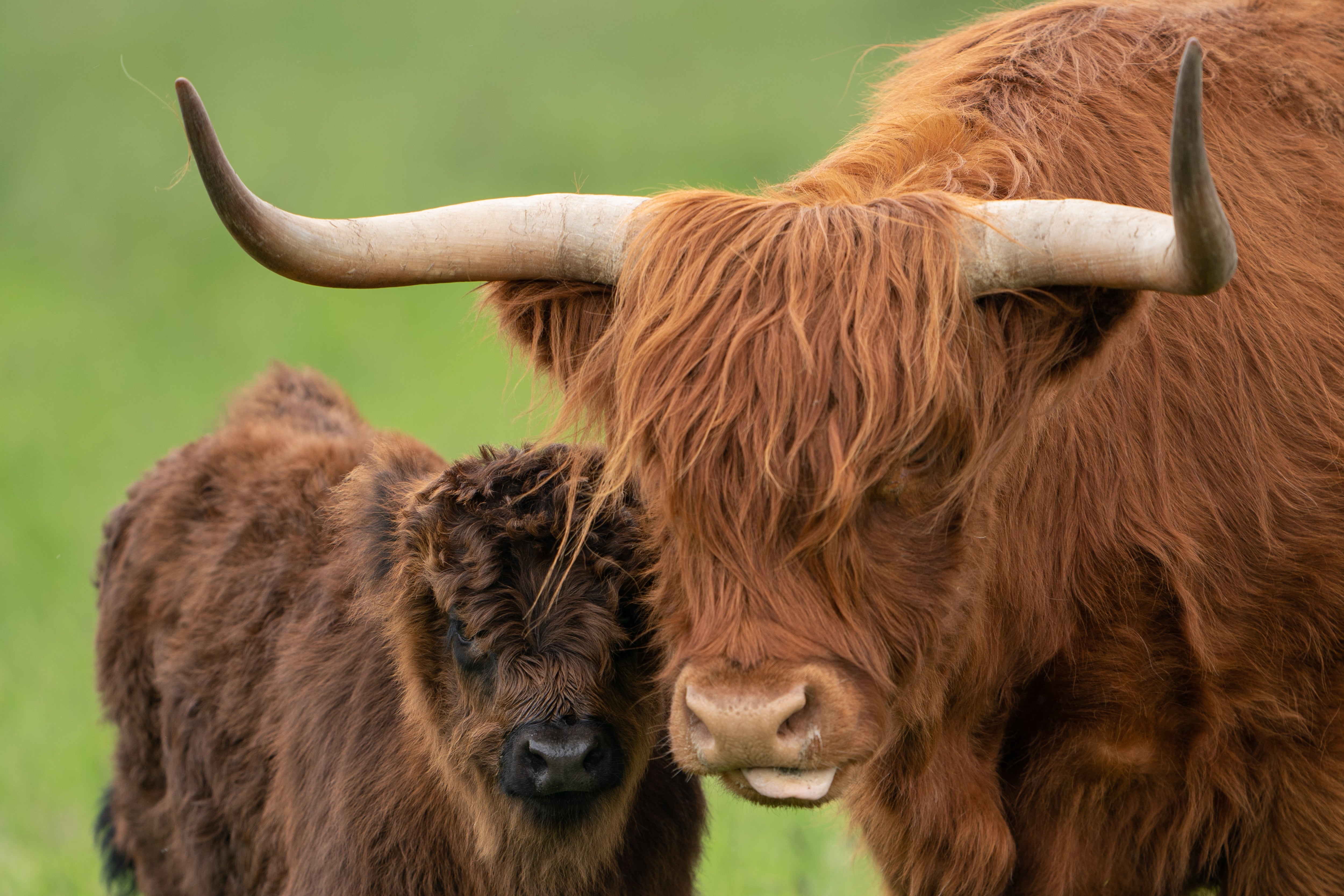 Highland cow Apple with her calf Malin at the National Trust’s Wicken Fen nature reserve in Cambridgeshire, where their grazing will help create habitats for other species