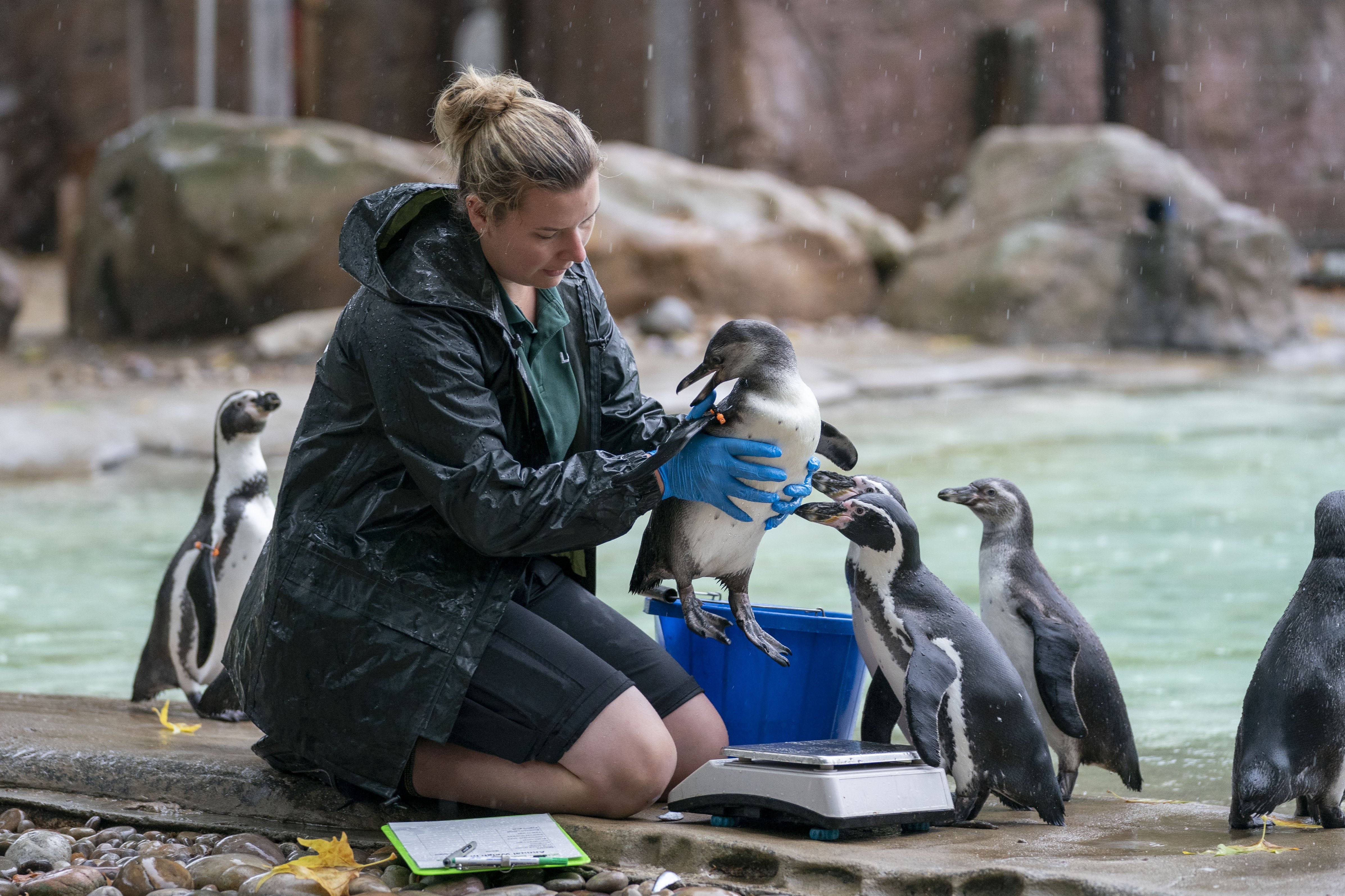 Humbolt penguins have their weight taken by zoo keeper Jess Jones during the annual weigh-in at ZSL London Zoo