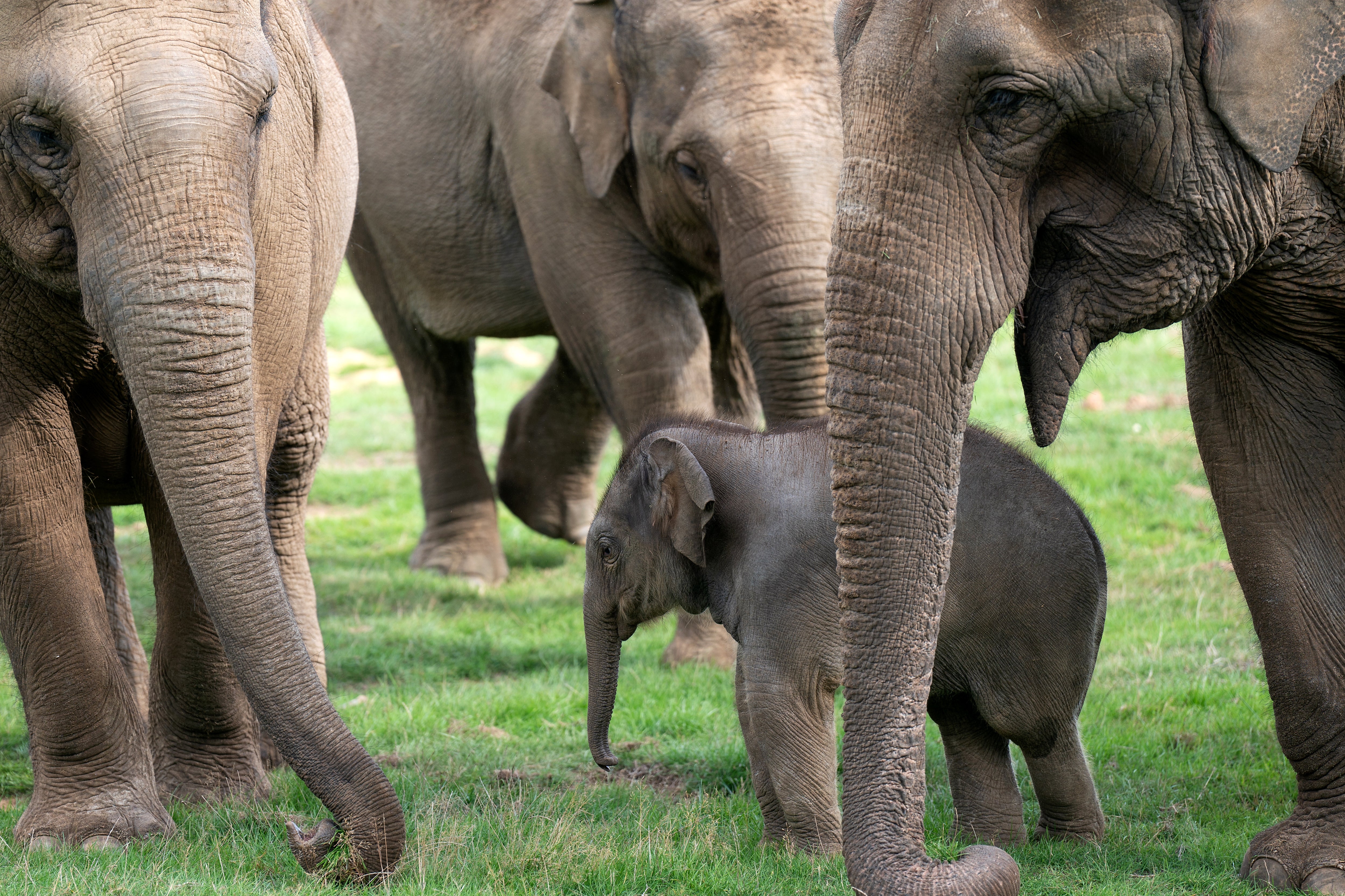 Baby Asian elephant Nang Phaya surrounded by the females of the herd in her enclosure at ZSL Whipsnade Zoo