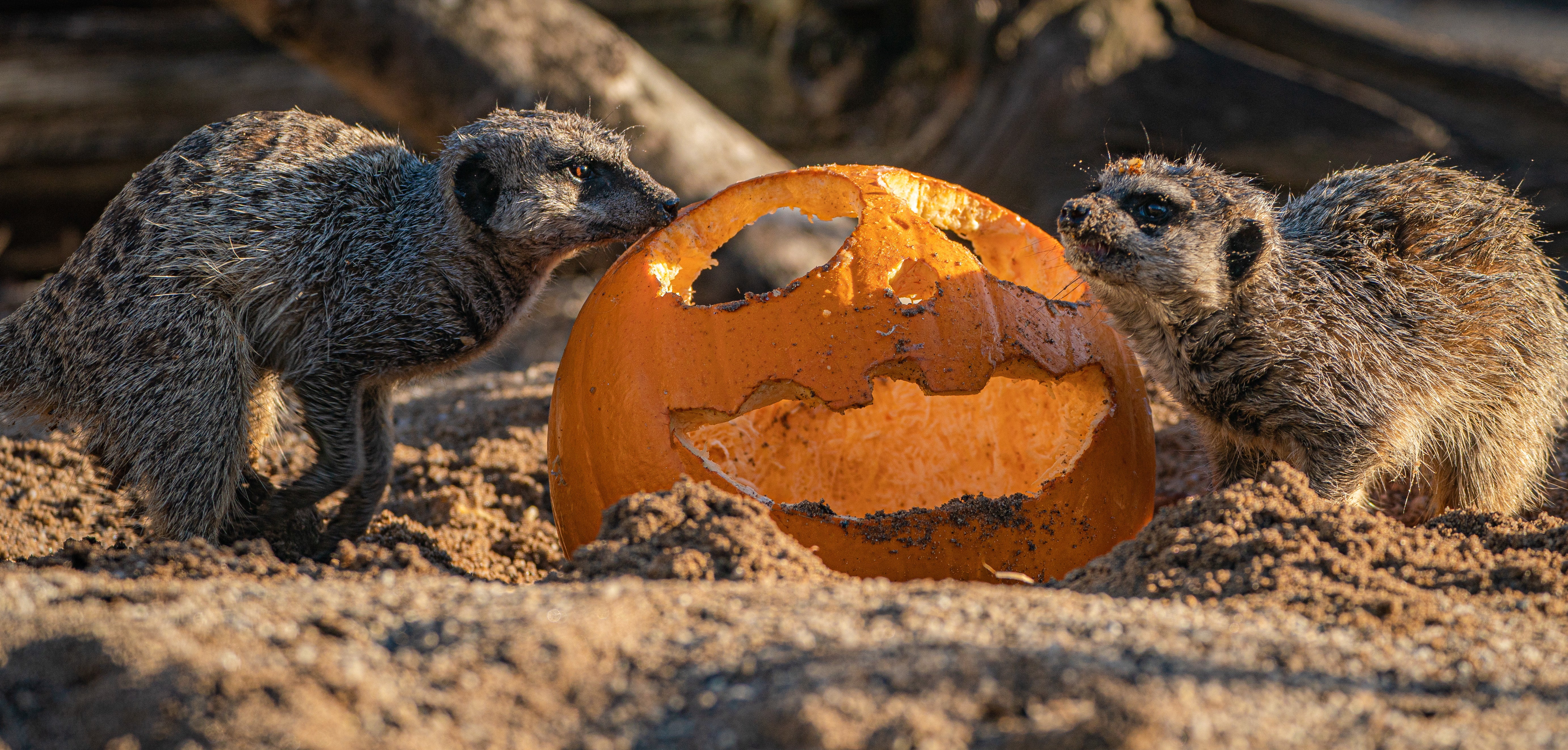 A meerkat explores a pumpkin in the enclosure at Wild Place, Bristol, where some of the animals are having pumpkin treats as part of their environmental enrichment