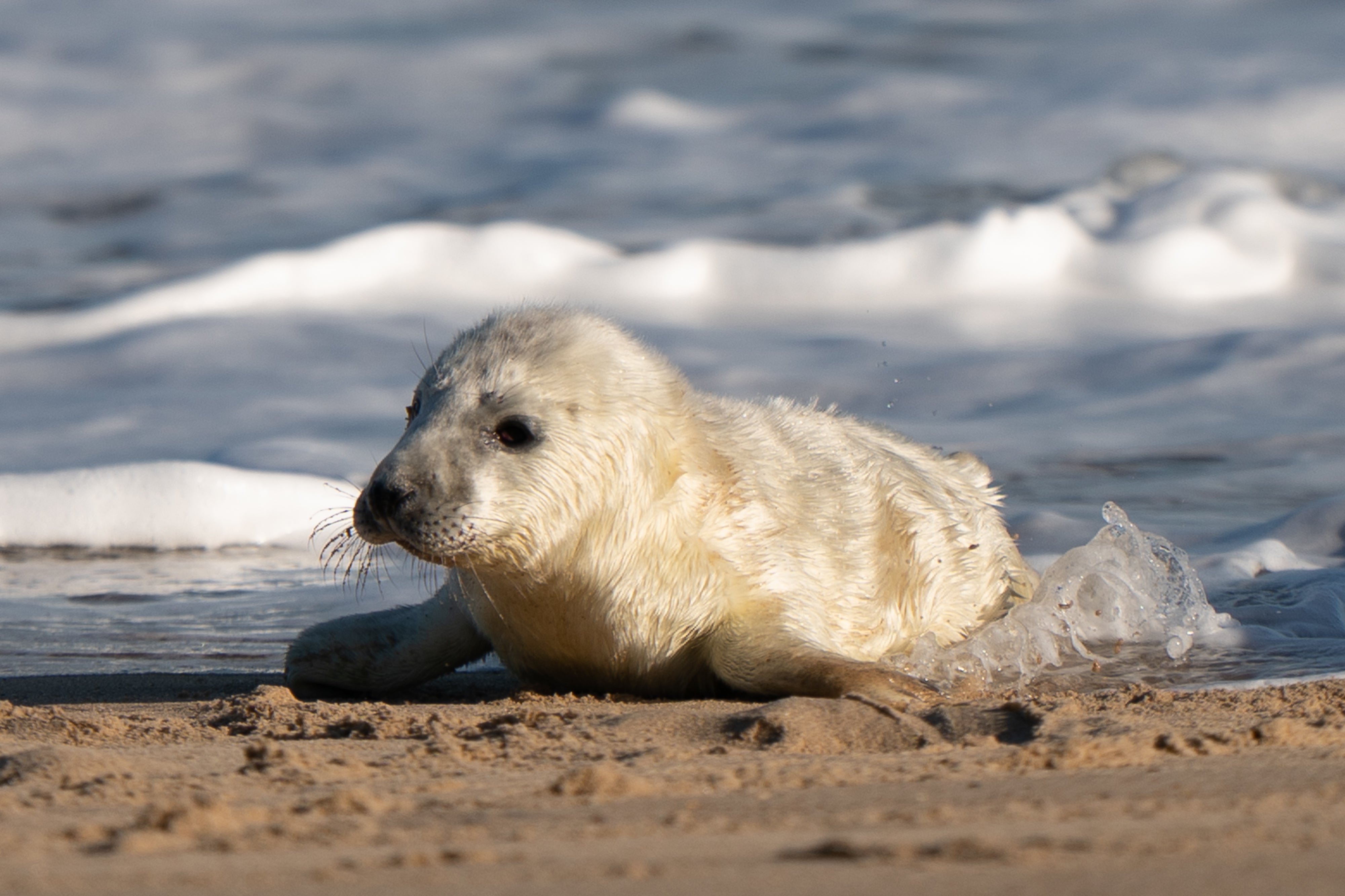 A newborn grey seal pup on the beach at Horsey in Norfolk, as the pupping season begins at one the UK's most important sites for the mammals