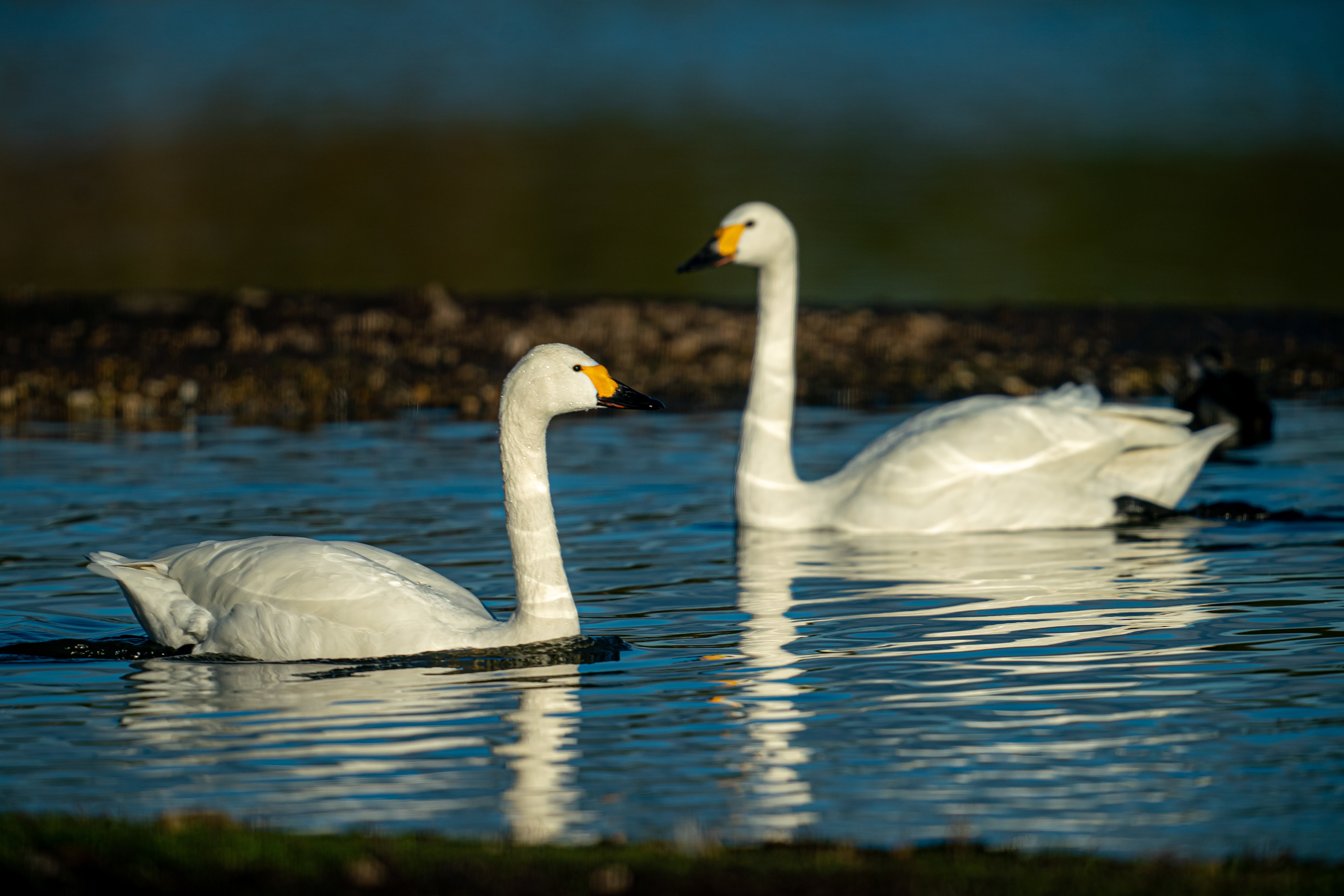 Bewick's Swans arrive at Slimbridge Wetland Centre, Gloucestershire, after a 3,500Km migration flight across Europe from nesting spots in Siberia, to spend winter in the UK