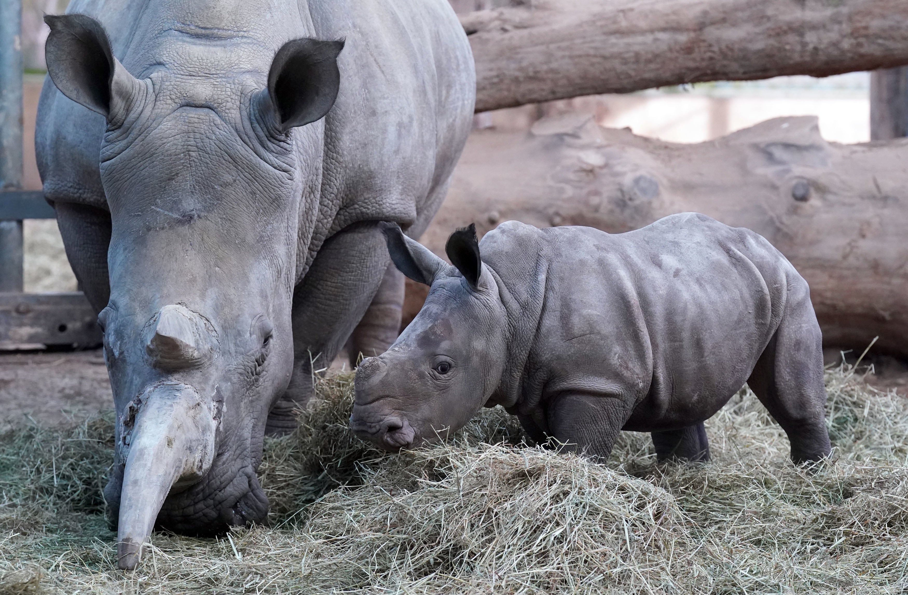Morag the six week old Southern white rhino calf in her yard with mum Dot after she was weighed at Blair Drummond Safari and Adventure Park, near Stirling