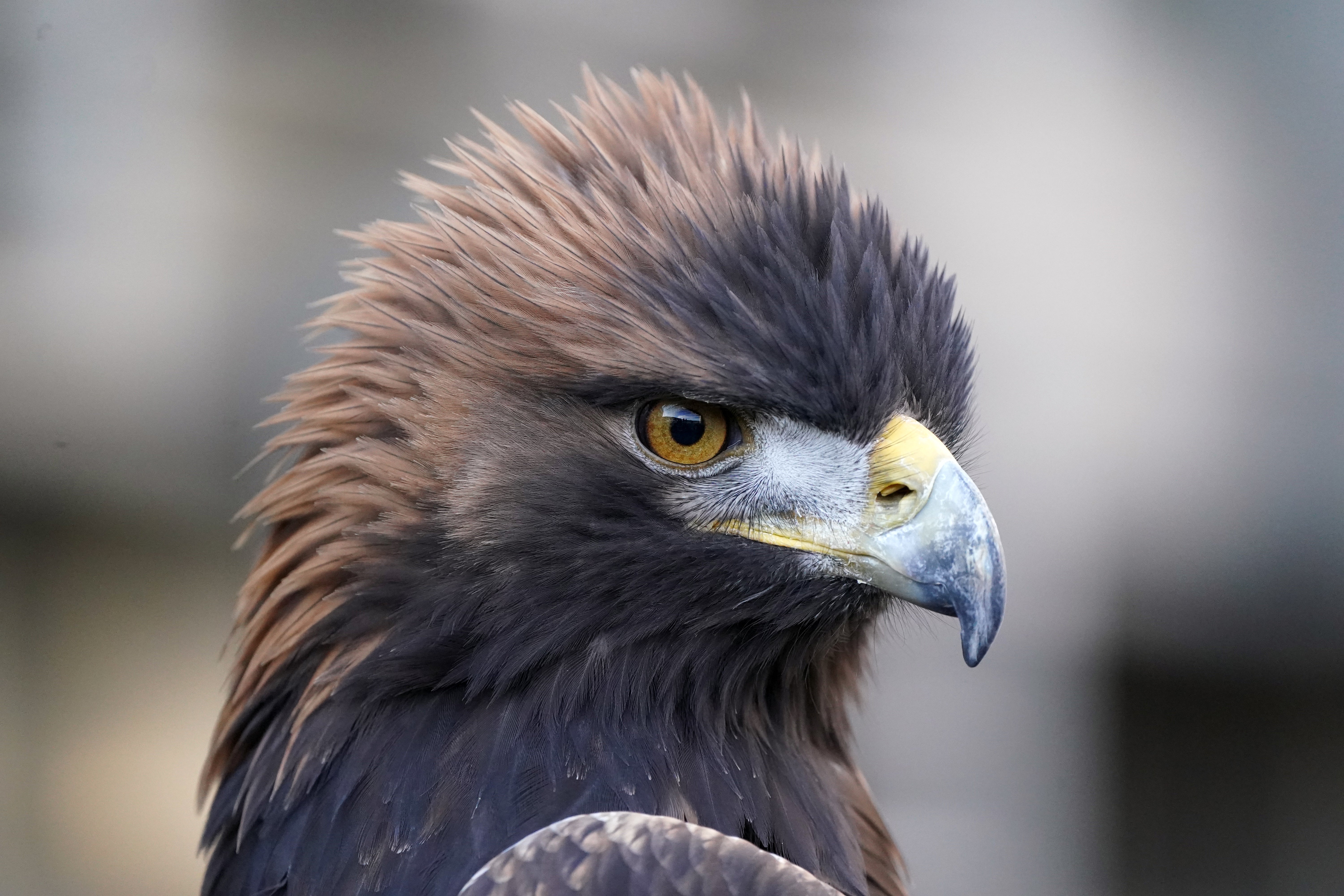 Stanley the 15-year-old male golden eagle, at the Scottish Parliament in Edinburgh