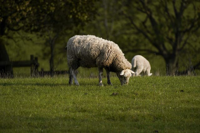 A sheep and lambs graze in the summer (PA)