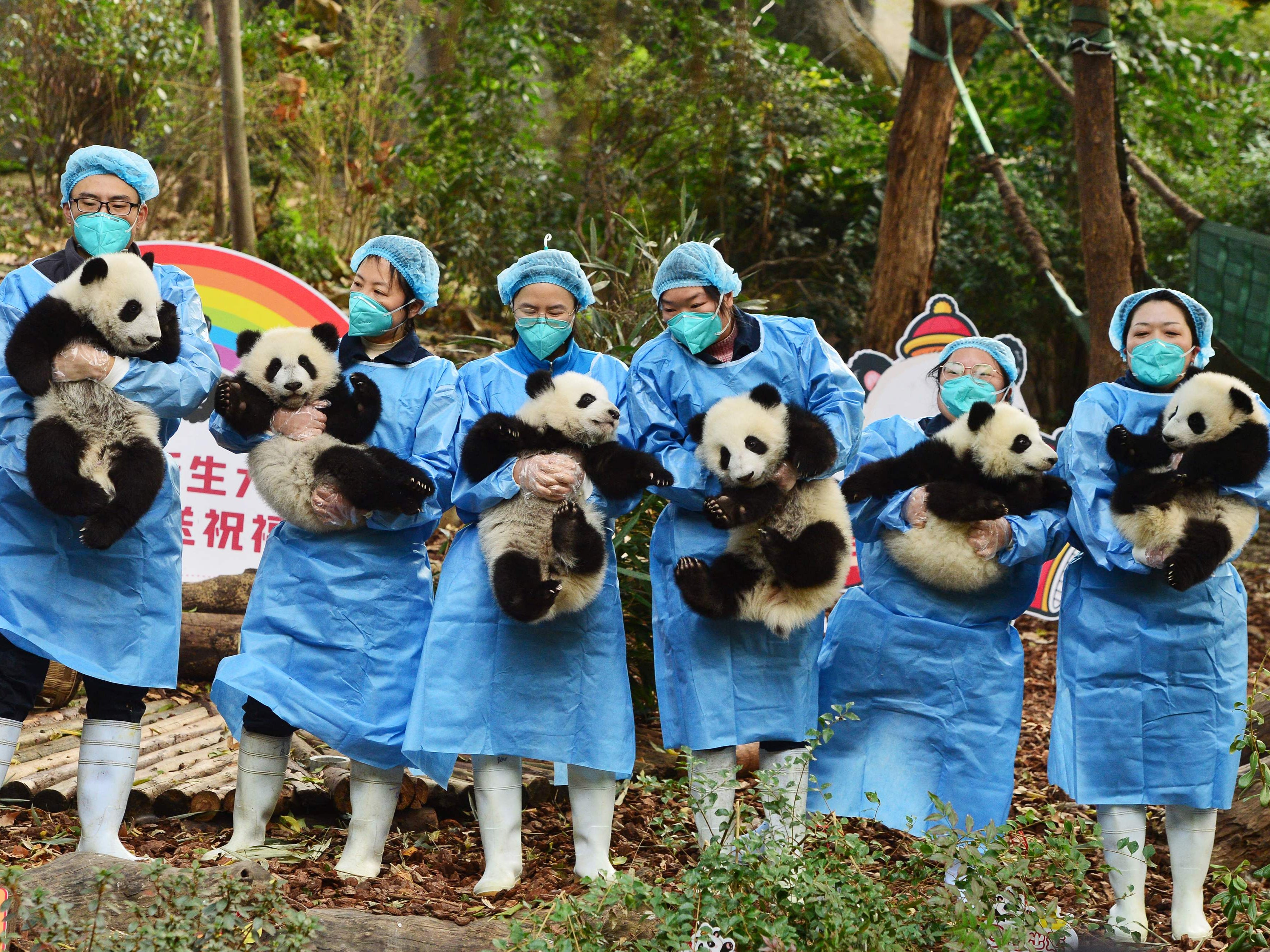 Panda keepers hold cubs while posing for photos ahead of the new year at the Chengdu Research Base of Giant Panda Breeding in Chengdu, China's southwestern Sichuan province