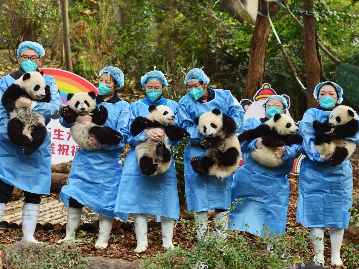 Pictures of the week: Freezing storms hit the US, festive traditions ...