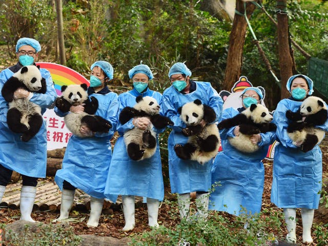 <p>Panda keepers hold cubs while posing for photos ahead of the new year at the Chengdu Research Base of Giant Panda Breeding in Chengdu, China's southwestern Sichuan province</p>
