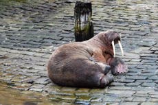 Thor’s day: Wandering walrus delights locals after appearing in seaside town