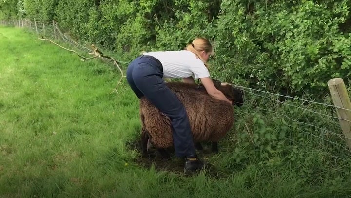 Sugar gliders to sheep: The RSPCA's most remarkable rescues of 2022