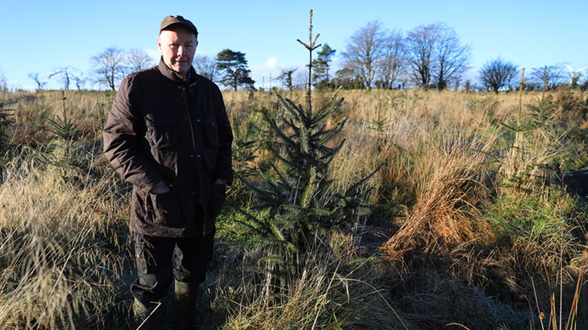 ‘Eco-champion’ pensioner celebrated for transforming disused Antrim land with 20,000 trees