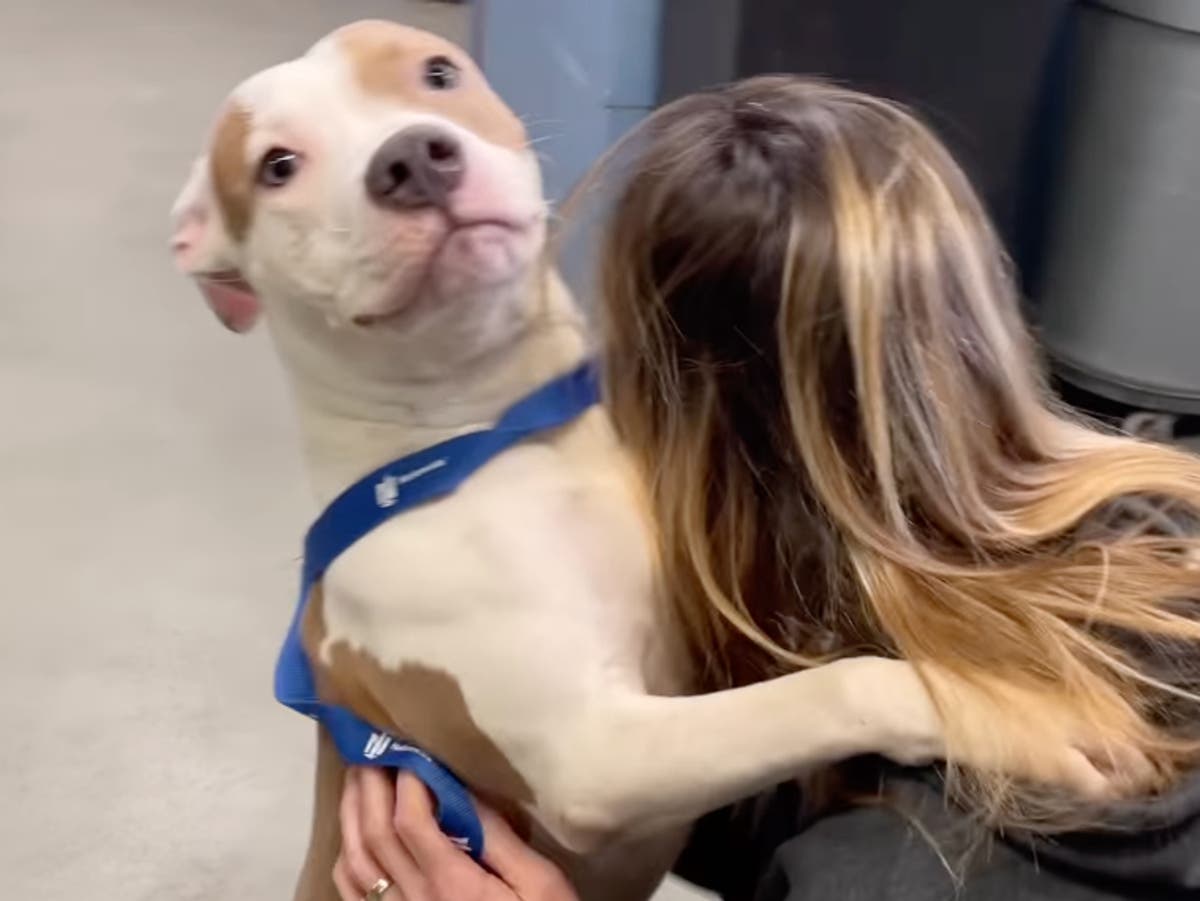 Dog abandoned at Iowa airport after owner was told he couldn’t be taken on flight