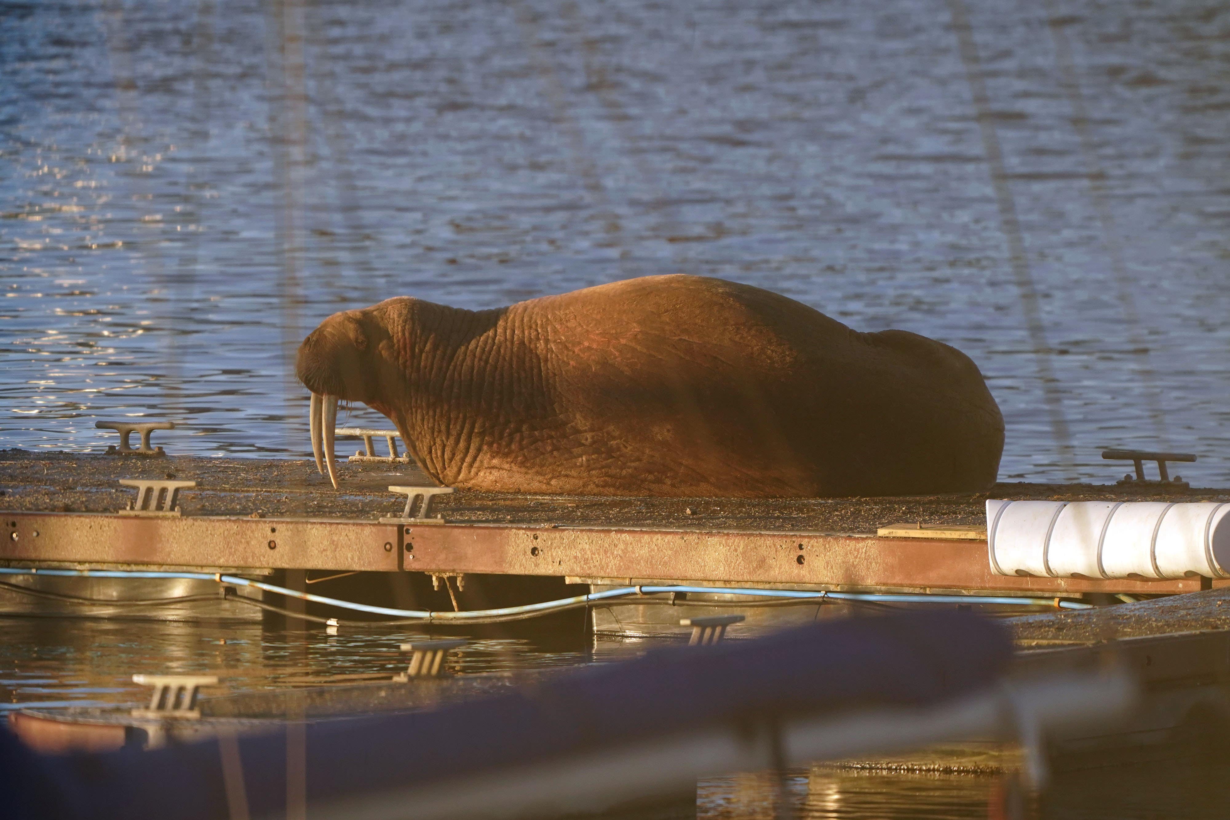A walrus at the Royal Northumberland Yacht Club in Blyth (Owen Humphreys/PA)