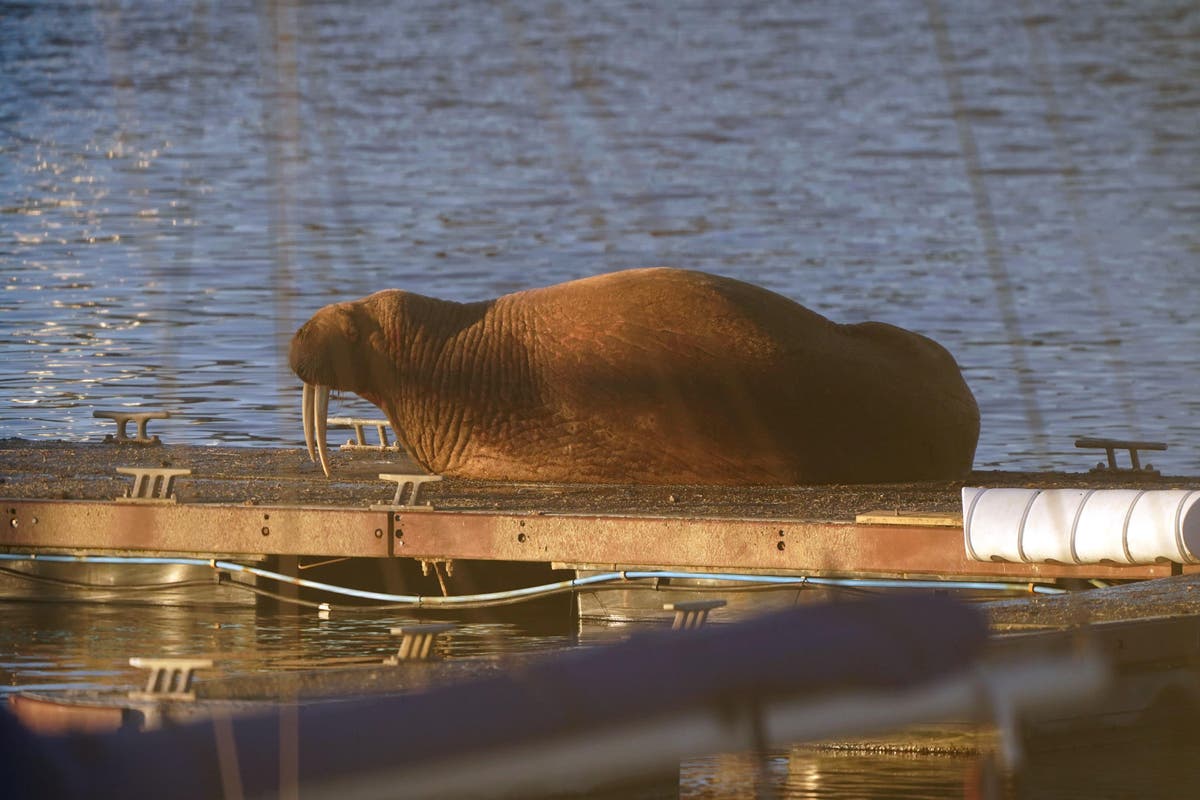 Thor the wandering walrus turns up again – this time in Northumberland