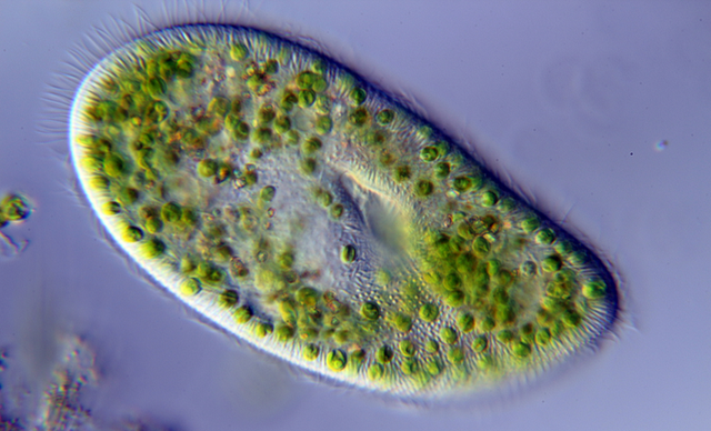 <p>Paramecium bursaria hosts a symbiotic green algae that enables it to photosynthesize</p>