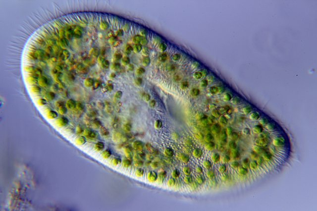 <p>Paramecium bursaria hosts a symbiotic green algae that enables it to photosynthesize</p>