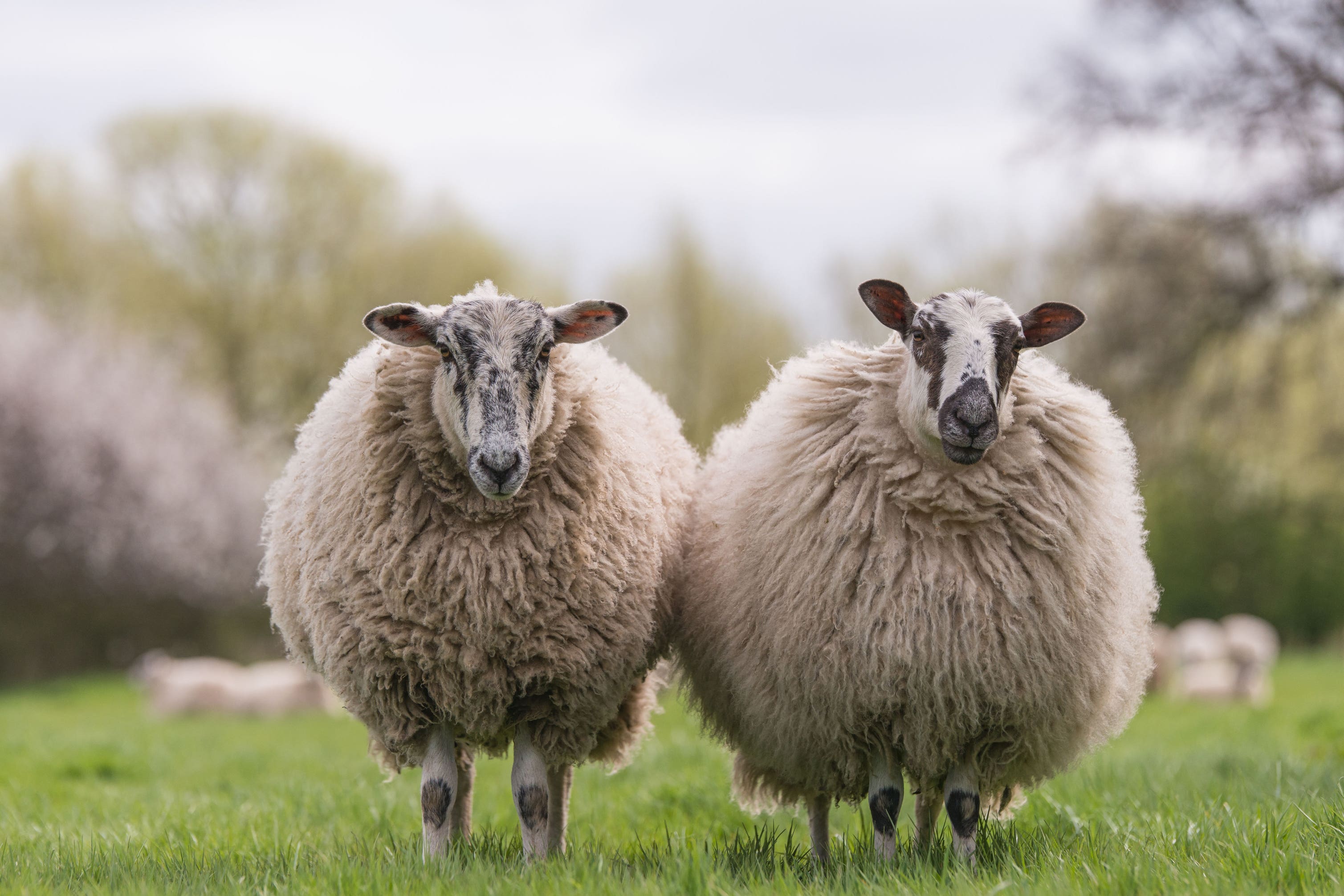 British farmers have vowed to burn their sheep’s wool rather than sell it as they’re offered prices “not worth” their while.