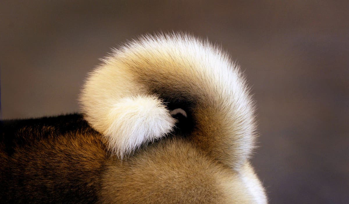Dogs’ tails not crucial for their agile movements, study finds