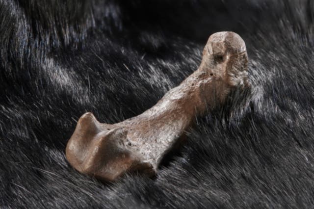 <p>Metatarsal of a cave bear with cut marks</p>