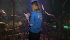 Sea Life London aquarists undertake annual stocktake of more than 6,000 creatures