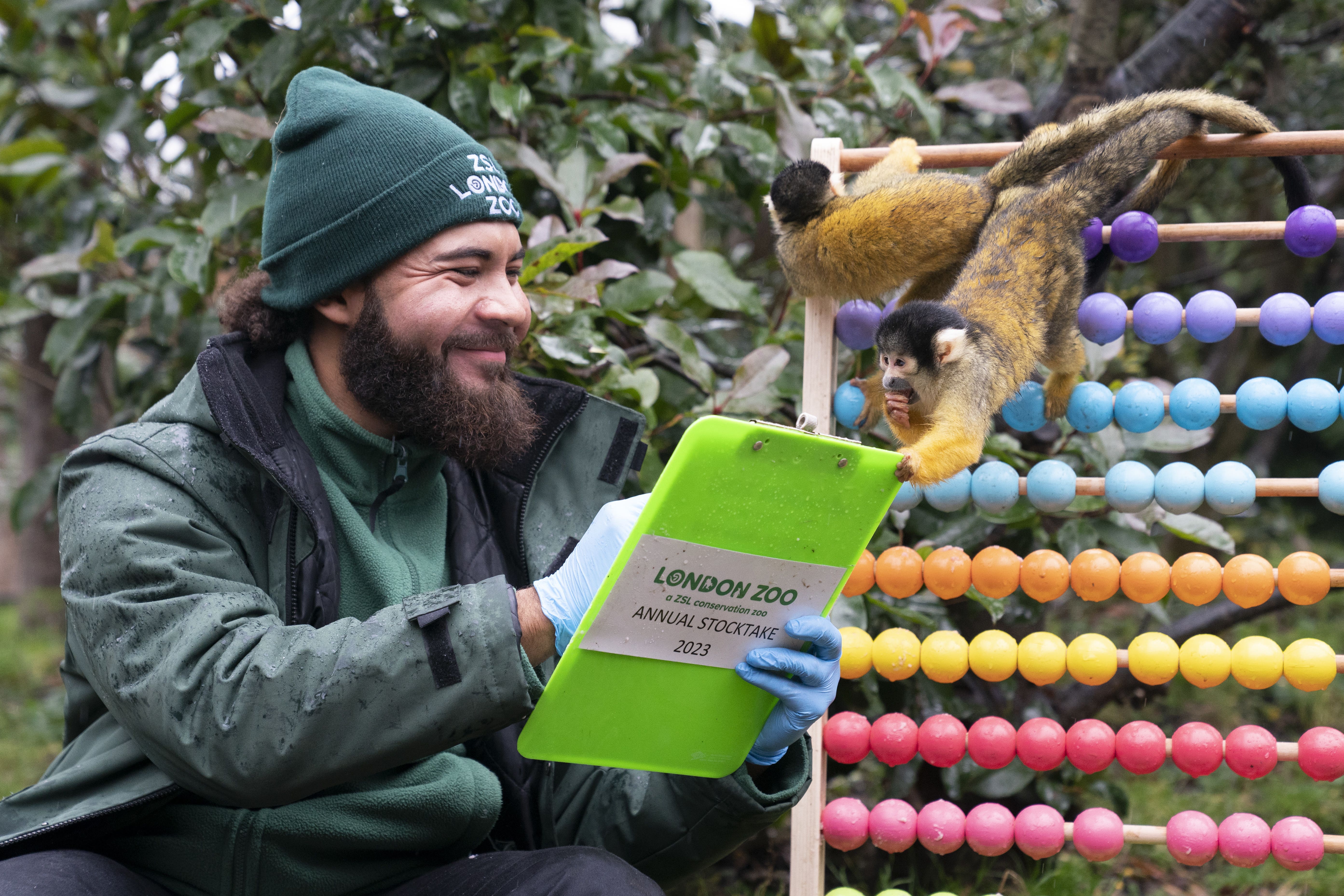 Squirrel monkeys are counted during the annual stocktake at ZSL London Zoo (Kirsty O’Connor/PA)