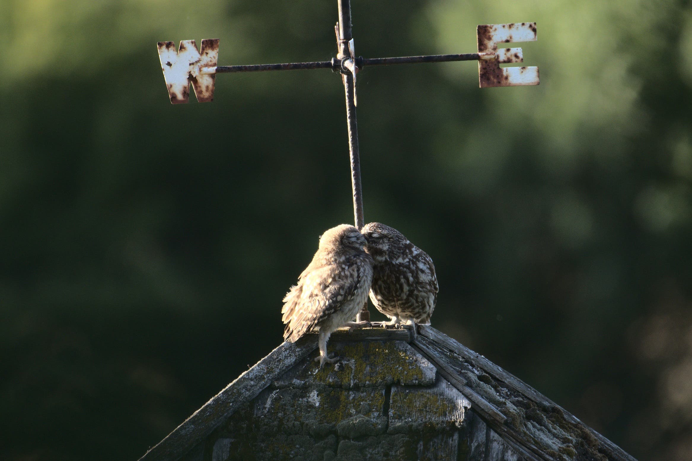 Little Owl Chick Dad by David Jeffery won the South Downs National Park photo competition (David Jeffery/PA Wire)