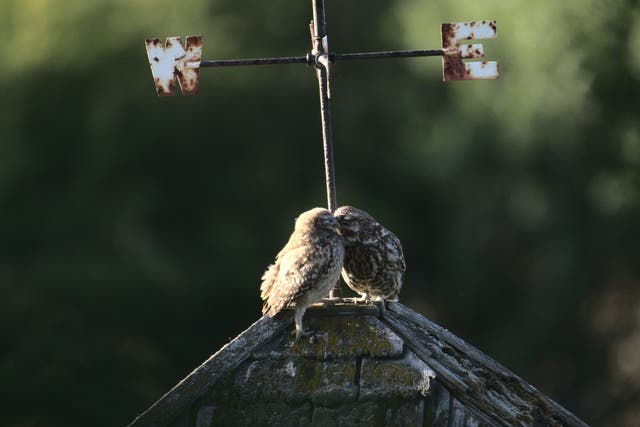 Little Owl Chick Dad by David Jeffery won the South Downs National Park photo competition (David Jeffery/PA Wire)