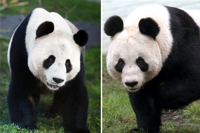 The pandas arrived in Edinburgh in 2011 (PA)